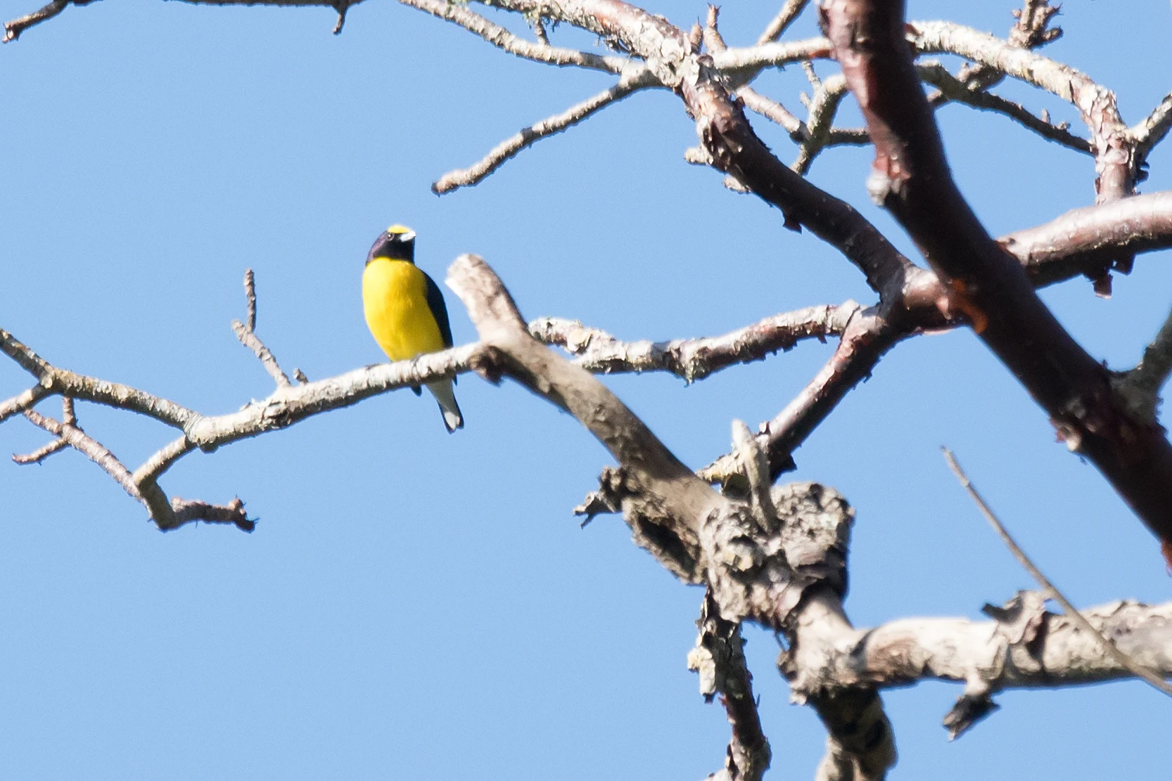 Scrub Euphonia, Tecuitata, Nayarit, Mexico — photo by Jim Bennett