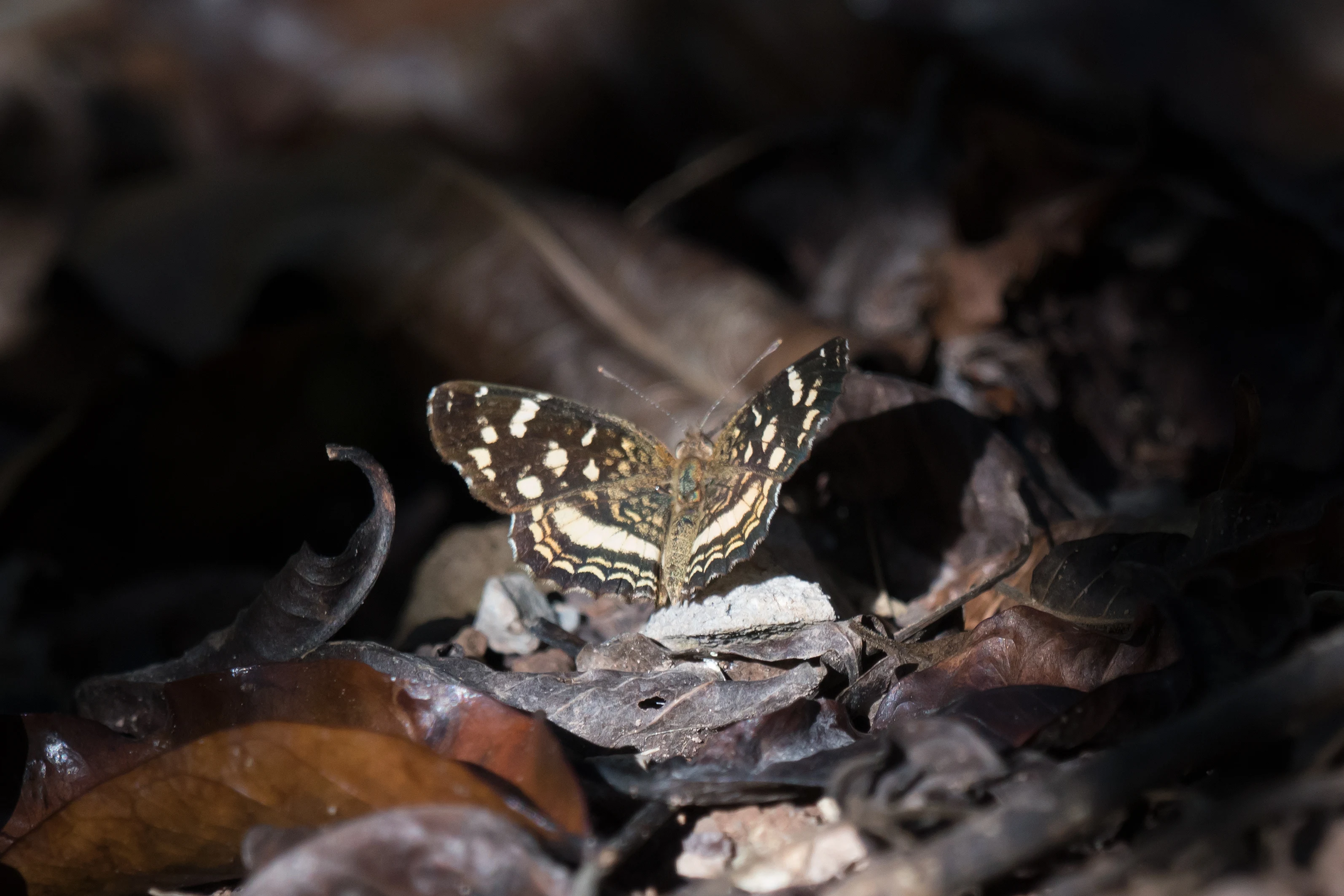Butterfly, Tecuitata, Nayarit, Mexico — photo by Jim Bennett
