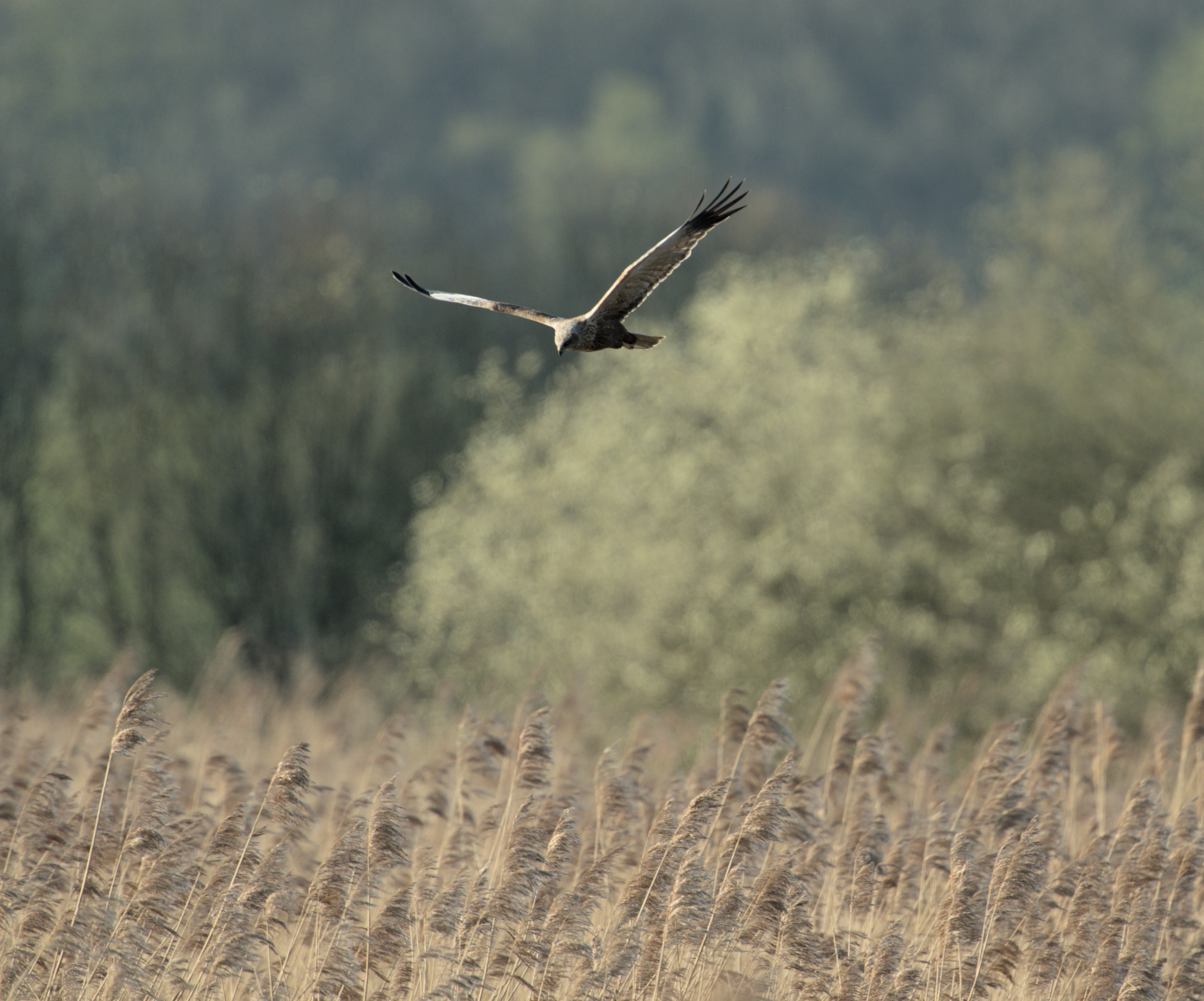 Marsh Harrier, RSPB Ham Wall, Somerset, UK — photo by Jim Bennett