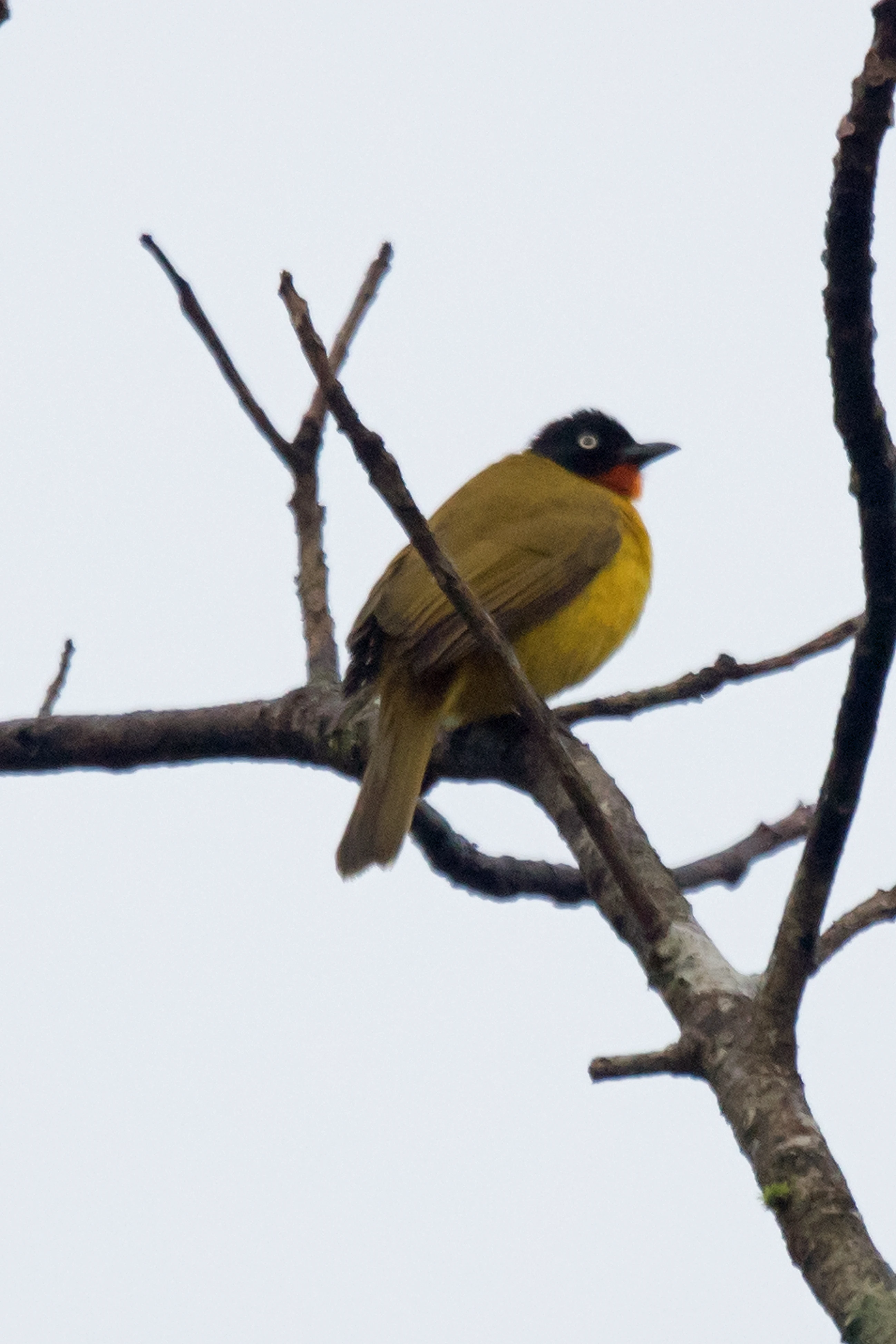 Flame-throated Bulbul, Thattekkad Bird Reserve, Kerala, India — photo by Jim Bennett
