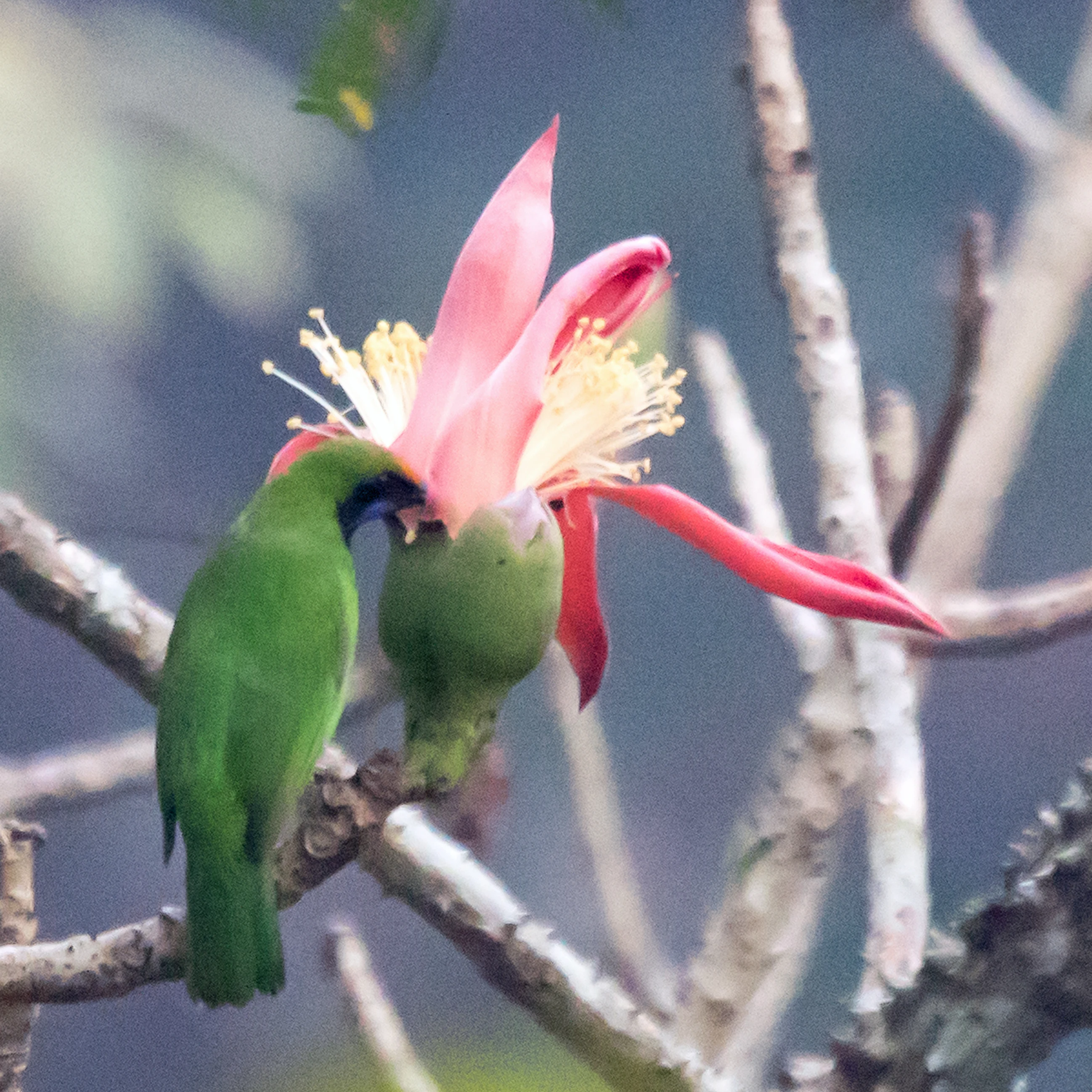Golden-fronted Leafbird, Thattekkad Bird Reserve, Kerala, India — photo by Jim Bennett