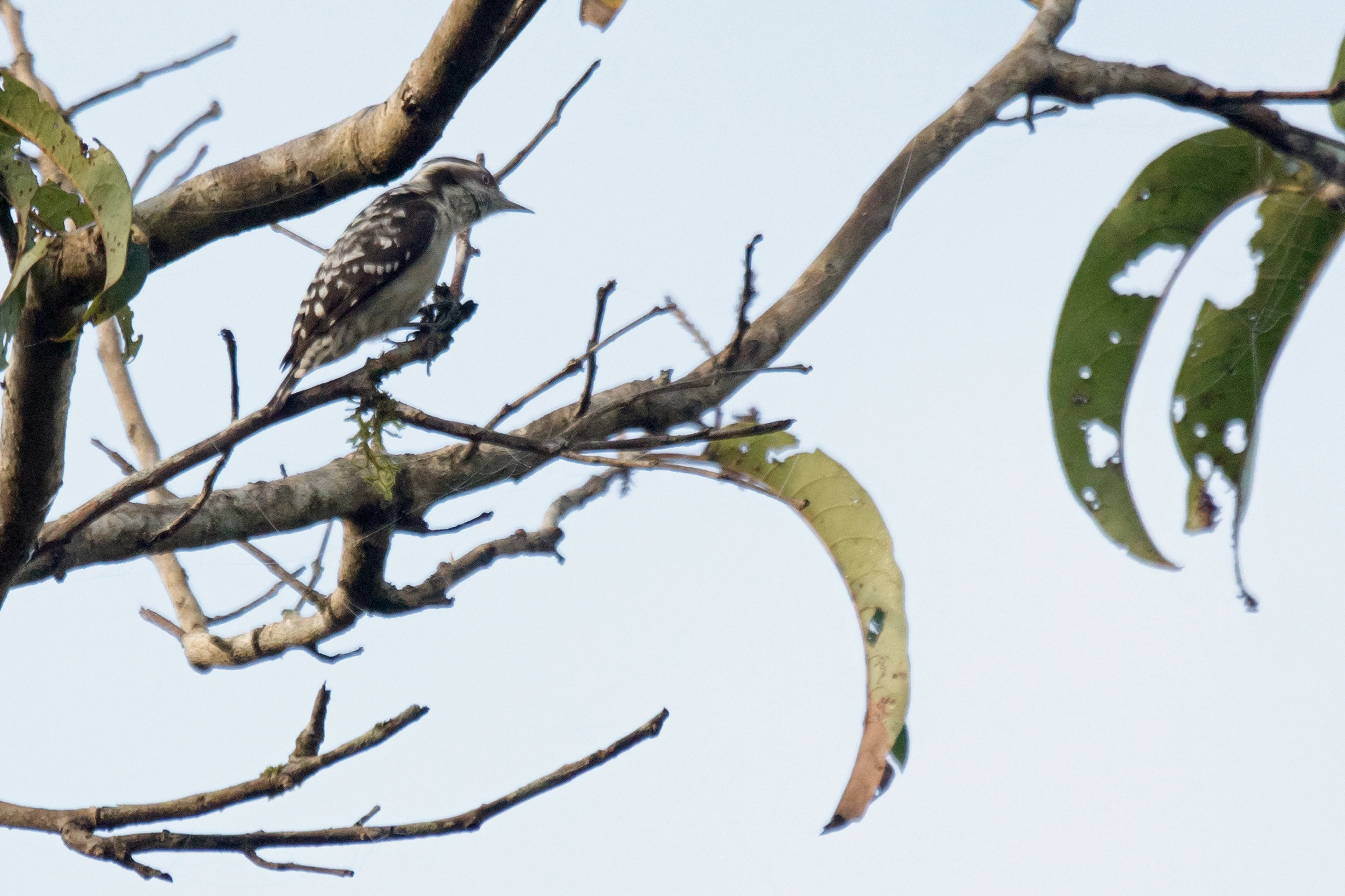 Brown-capped Pygmy Woodpecker, Thattekkad Bird Reserve, Kerala, India — photo by Jim Bennett