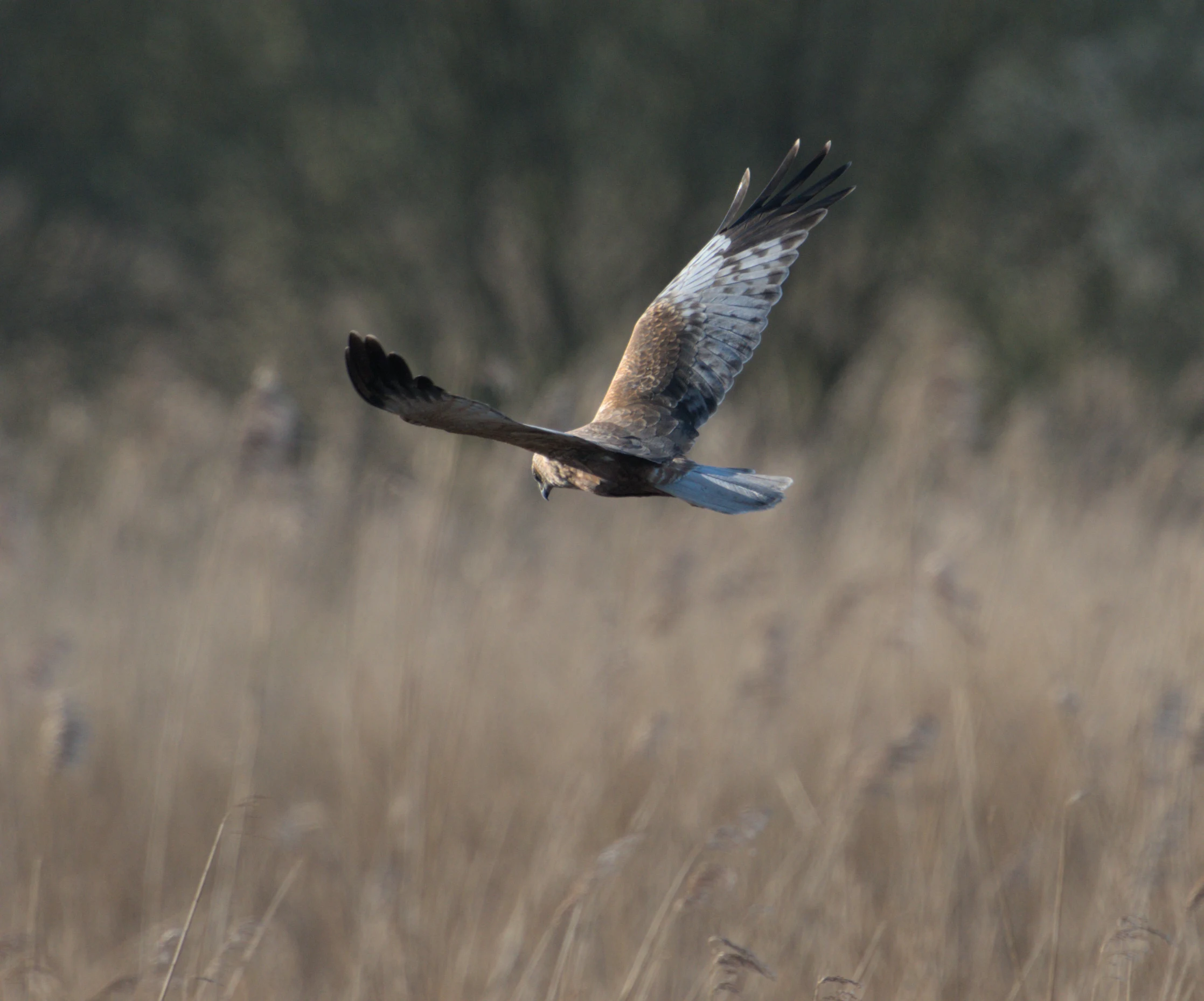Marsh Harrier, RSPB Ham Wall, Somerset, UK — photo by Jim Bennett