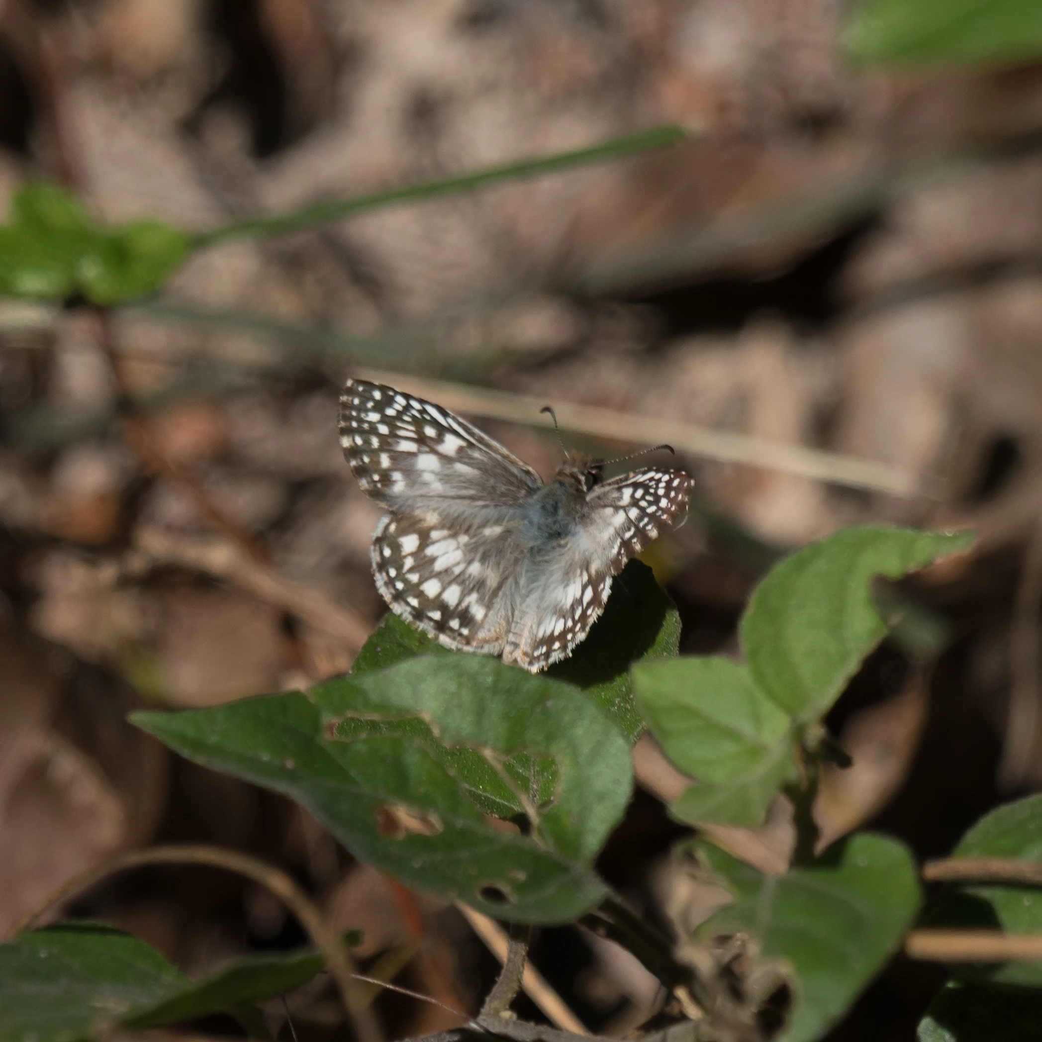 Butterfly, Tecuitata, Nayarit, Mexico — photo by Jim Bennett
