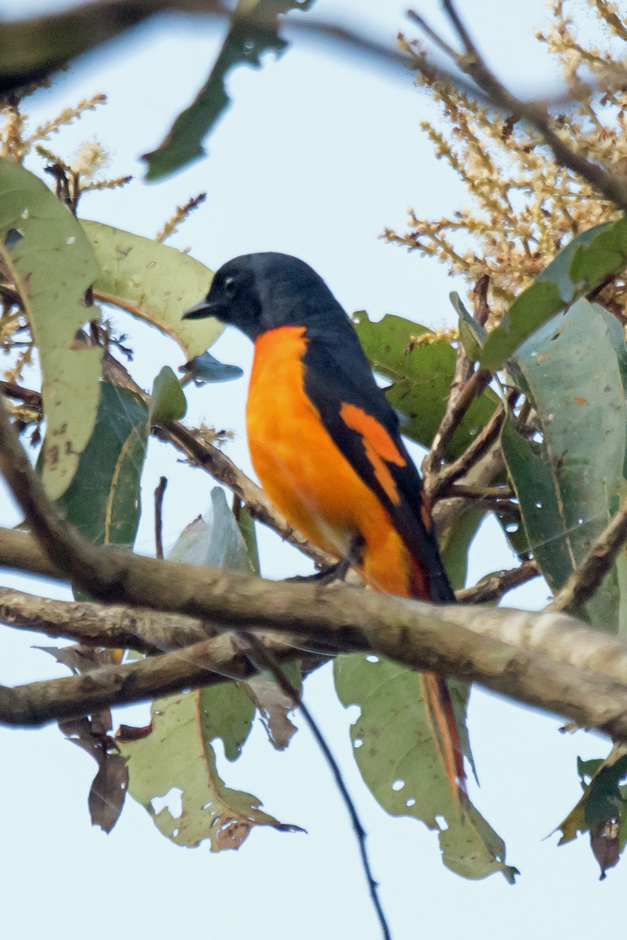 male Small Minivet, Thattekkad Bird Reserve, Kerala, India — photo by Jim Bennett
