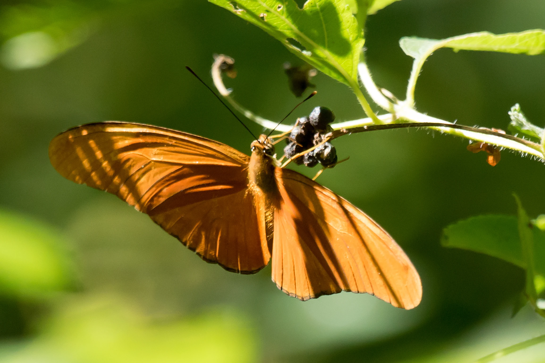 Julia Heliconian, Tecuitata, Nayarit, Mexico — photo by Jim Bennett