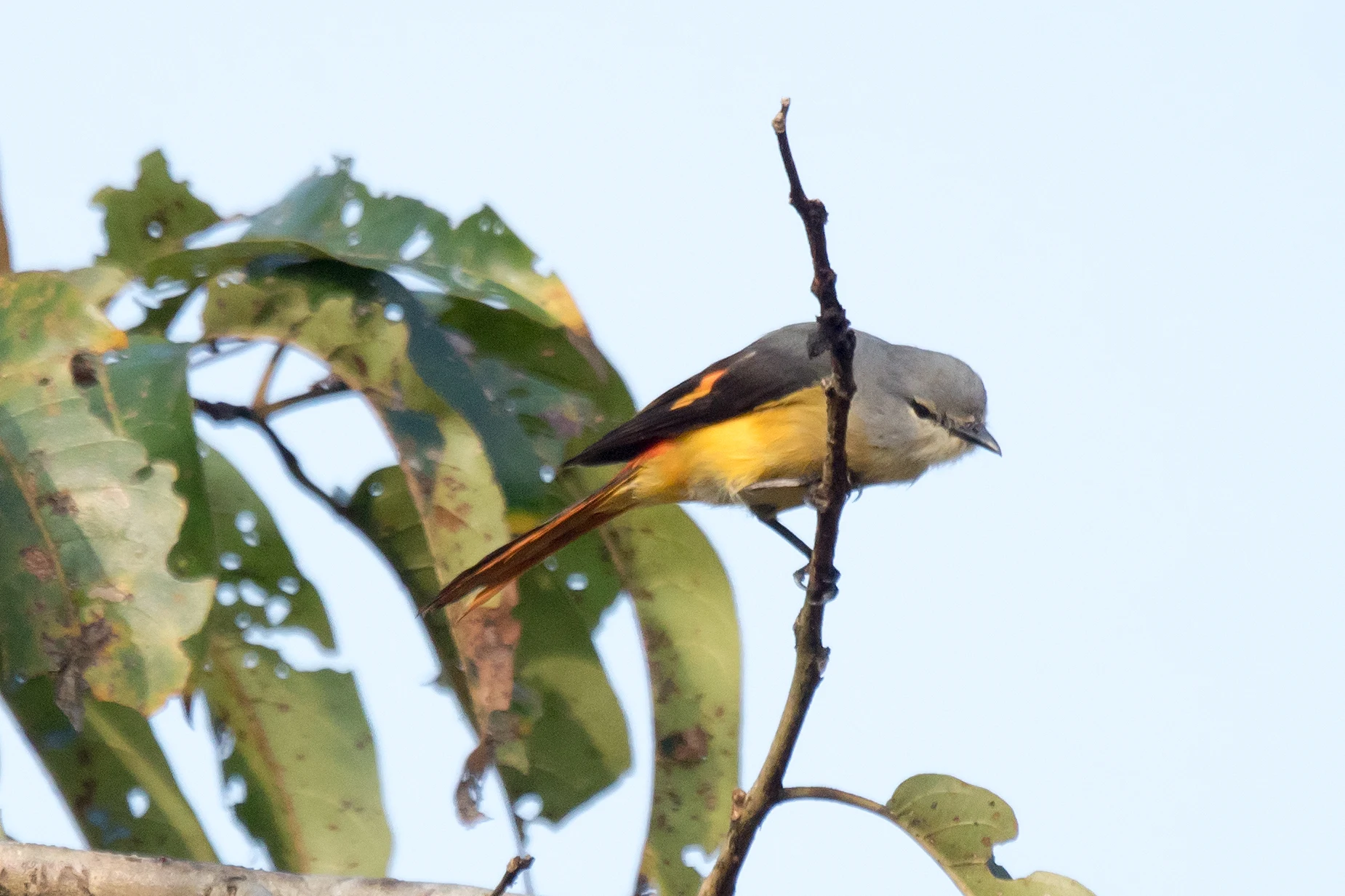 female Small Minivet, Thattekkad Bird Reserve, Kerala, India — photo by Jim Bennett