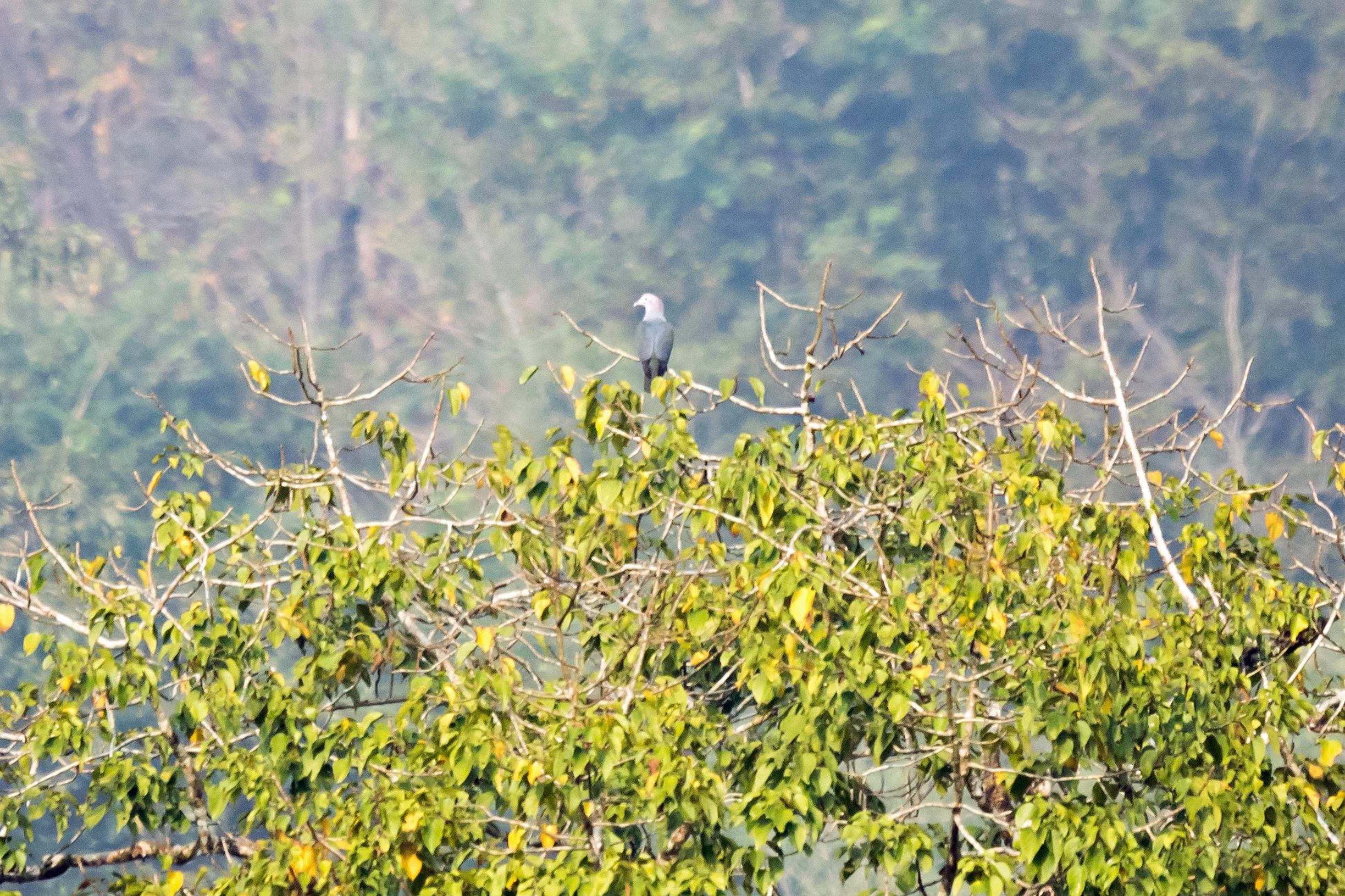 Green Imperial Pigeon, Thattekkad Bird Reserve, Kerala, India — photo by Jim Bennett