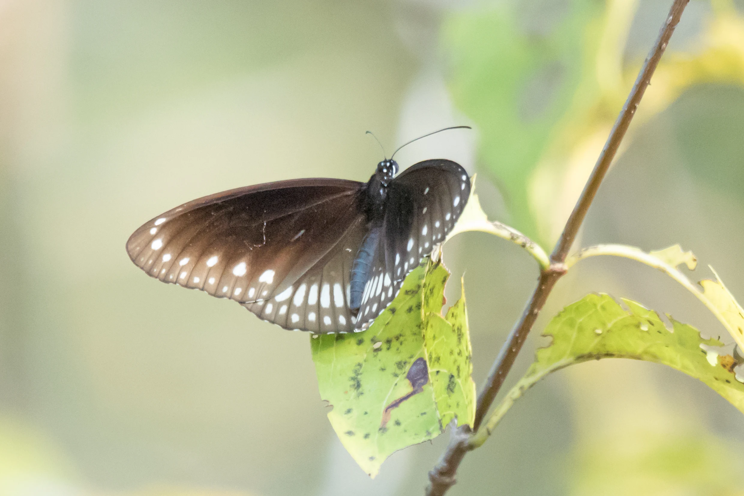 Butterfly, Thattekkad Bird Reserve, Kerala, India — photo by Jim Bennett