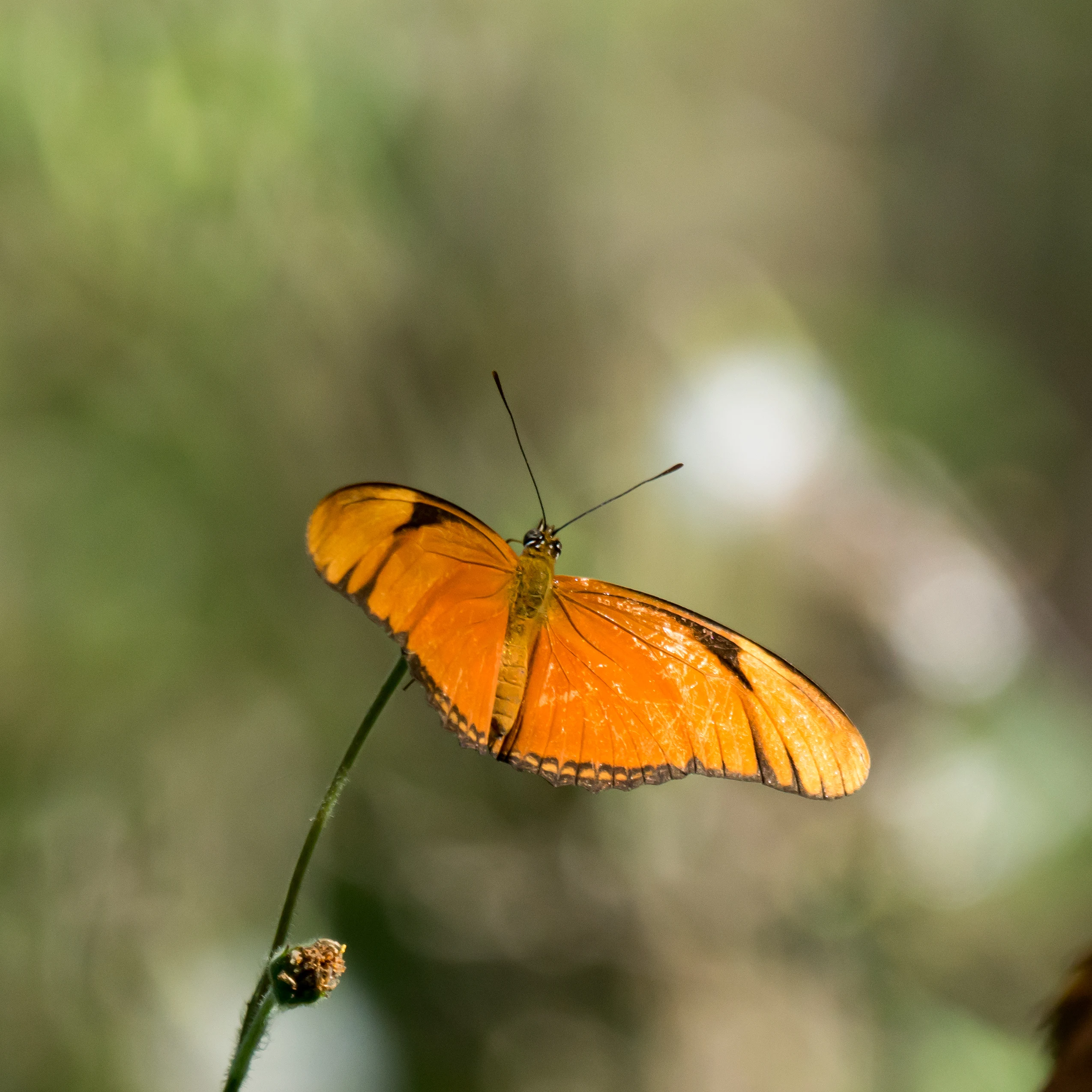 Julia Heliconian, Tecuitata, Nayarit, Mexico — photo by Jim Bennett