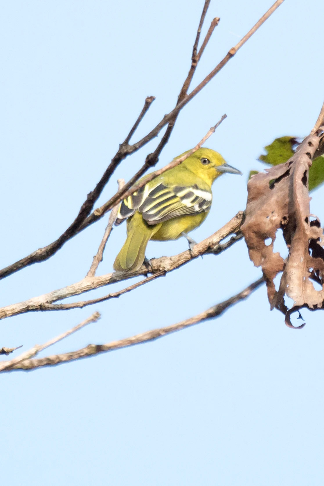 female Common Iora, Thattekkad Bird Reserve, Kerala, India — photo by Jim Bennett