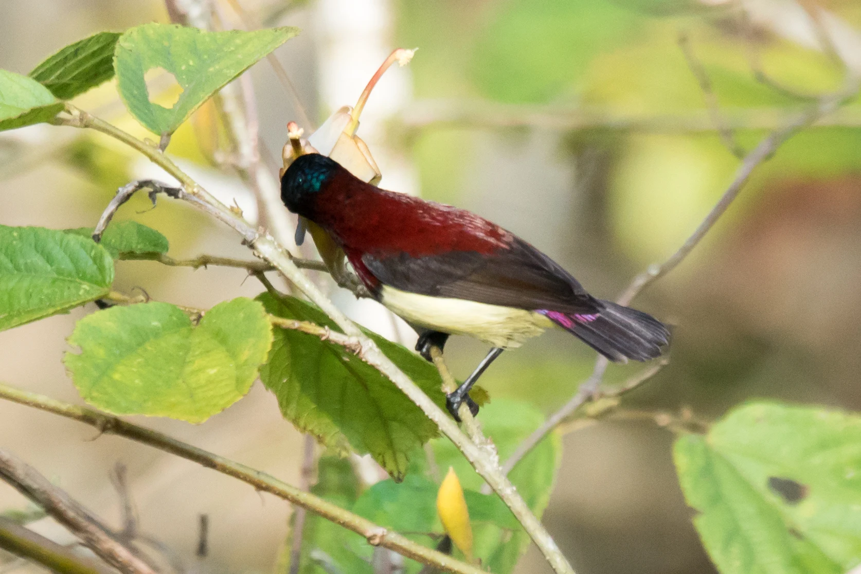 male Crimson-backed Sunbird, Thattekkad Bird Reserve, Kerala, India — photo by Jim Bennett