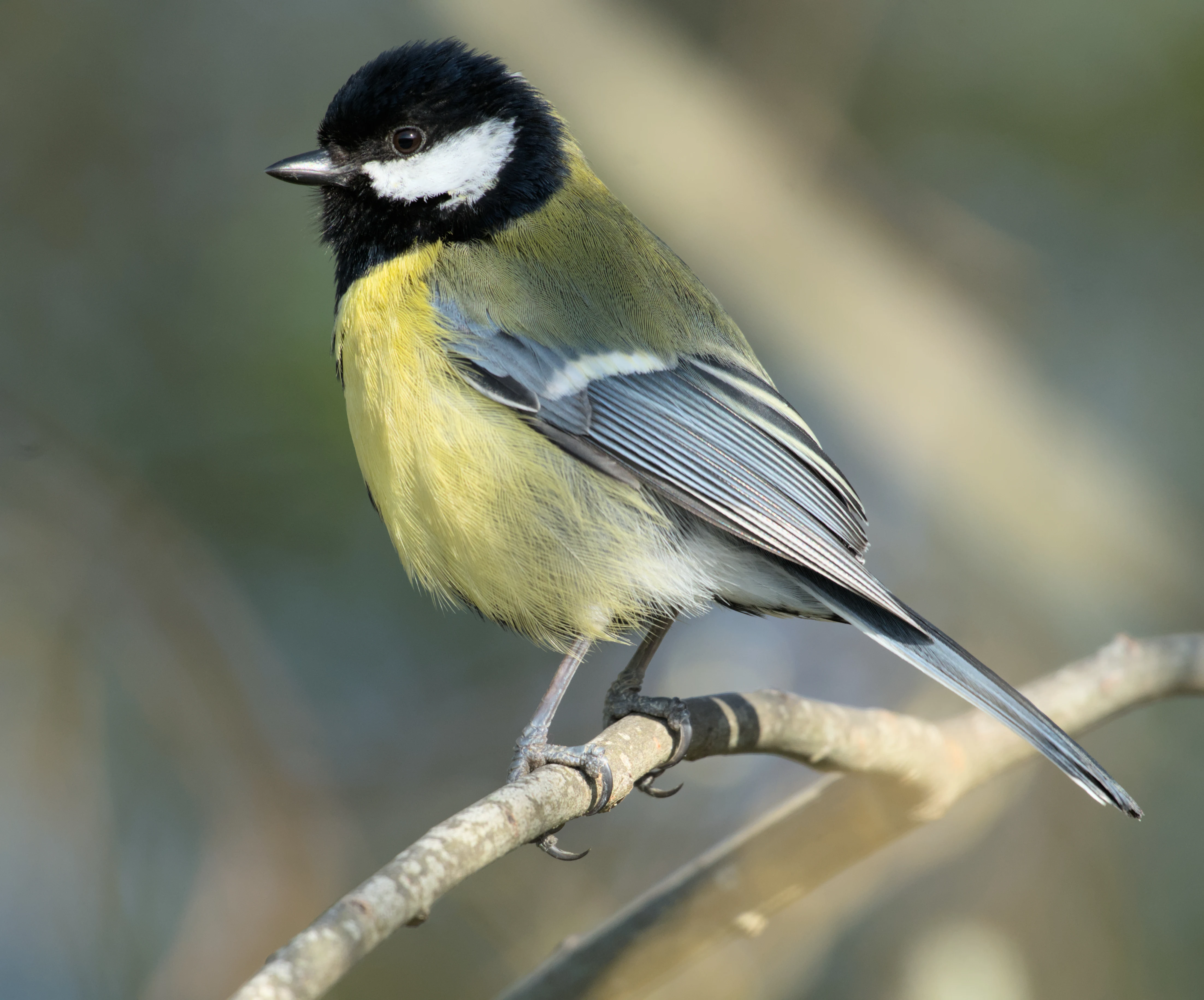 Great Tit, RSPB Ham Wall, Somerset, UK — photo by Jim Bennett