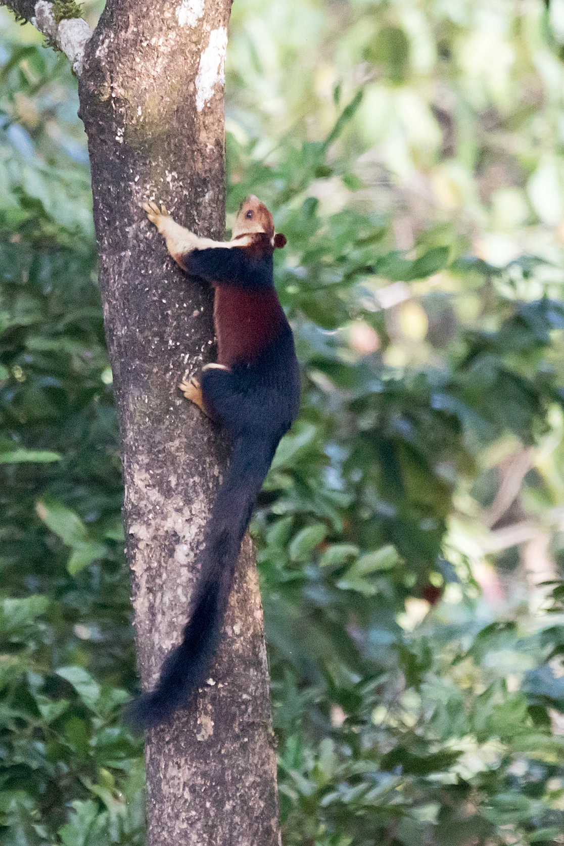 Malabar Giant Squirrel, Thattekkad Bird Reserve, Kerala, India — photo by Jim Bennett