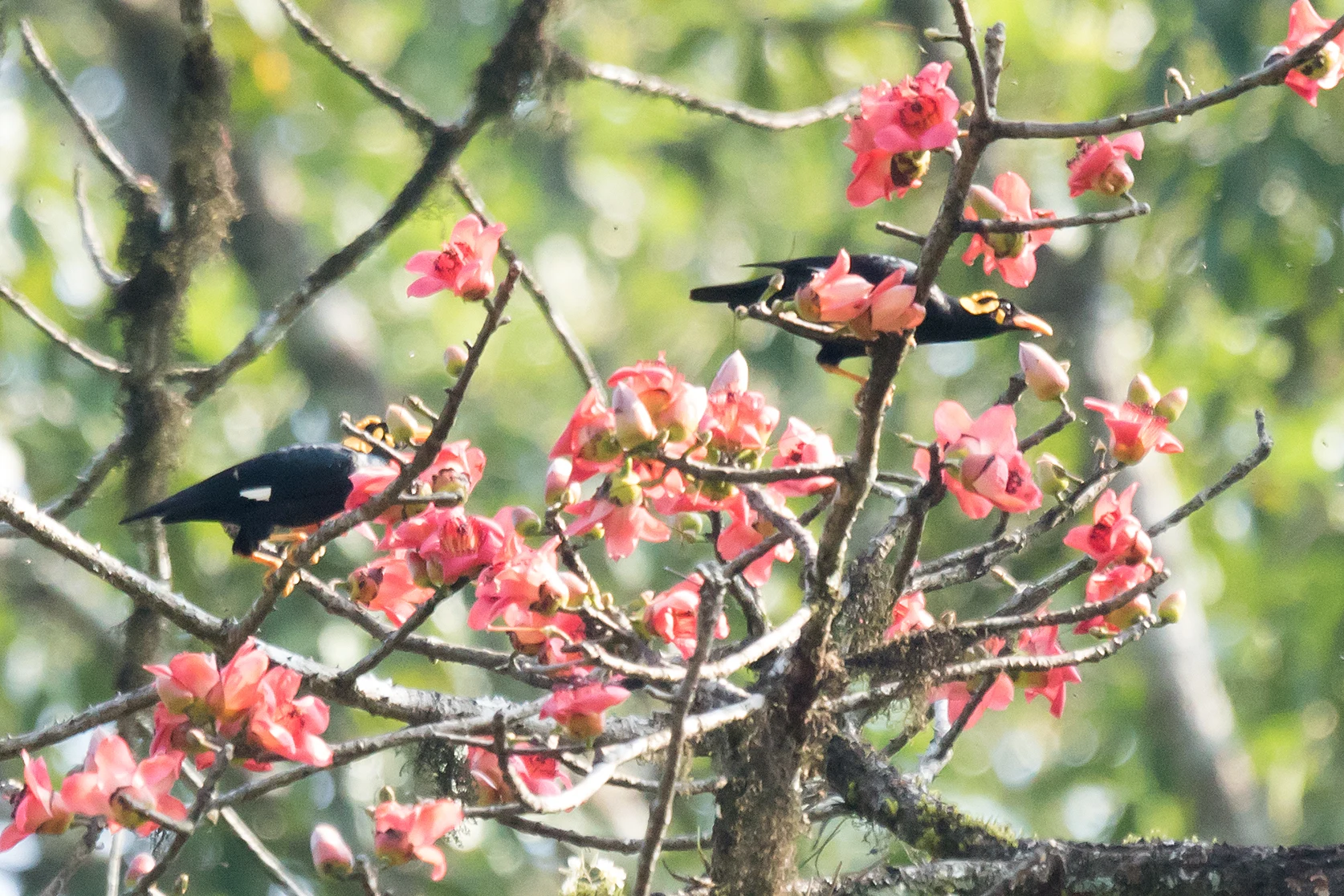 Common Hill Mynas, Thattekkad Bird Reserve, Kerala, India — photo by Jim Bennett