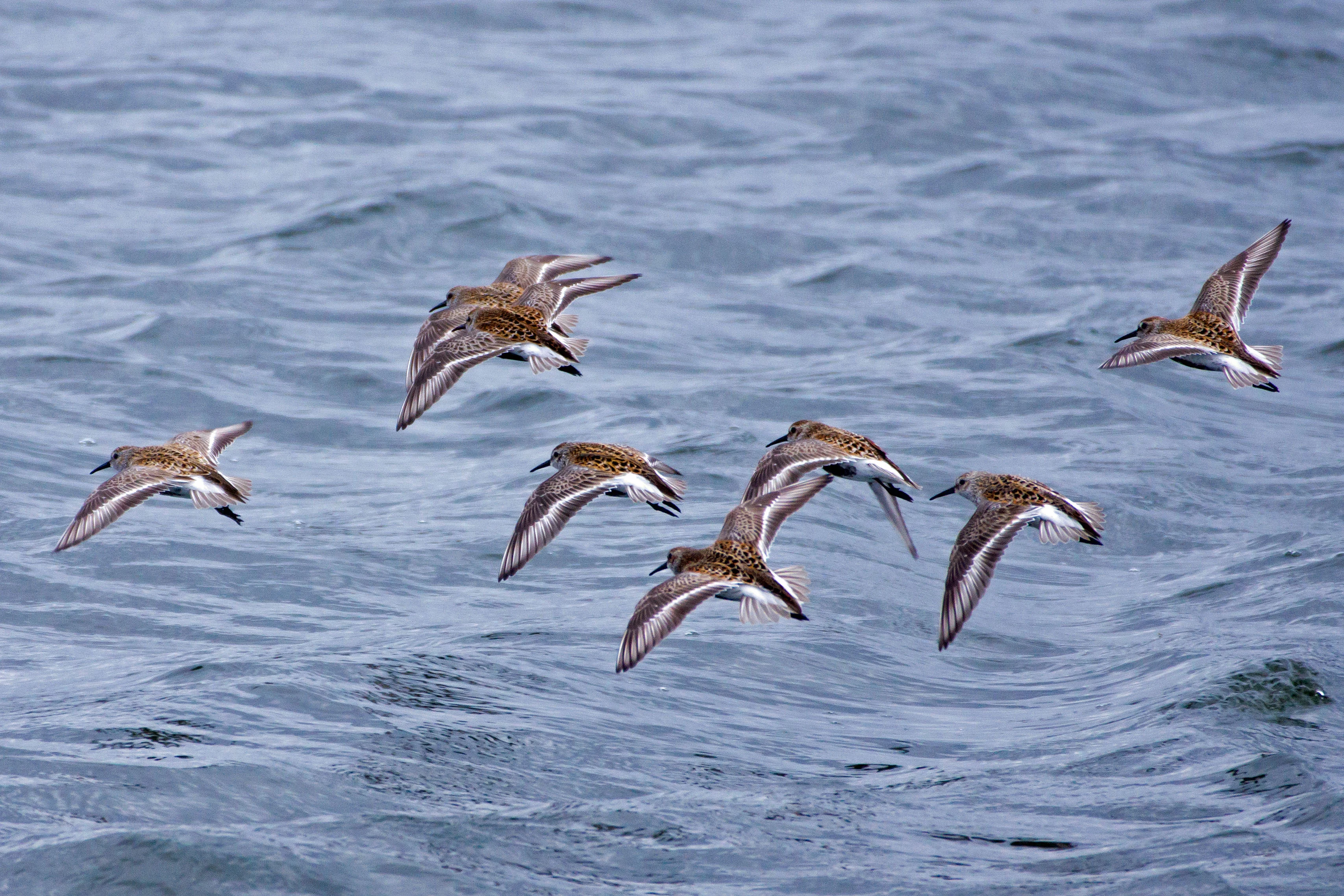 Dunlin, Farmoor, Oxfordshire, UK — photo by Jim Bennett