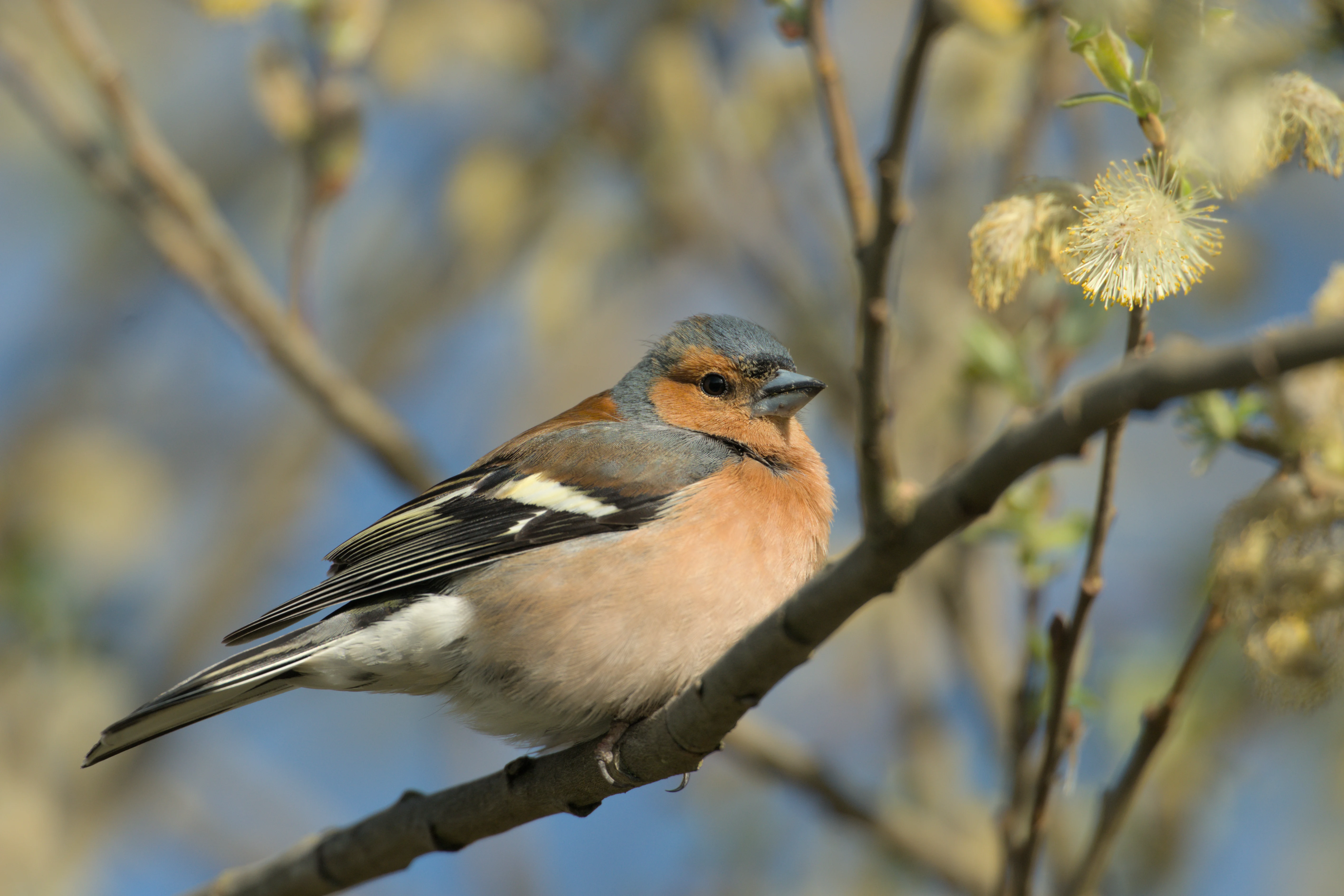 Chaffinch, RSPB Ham Wall, Somerset, UK — photo by Jim Bennett