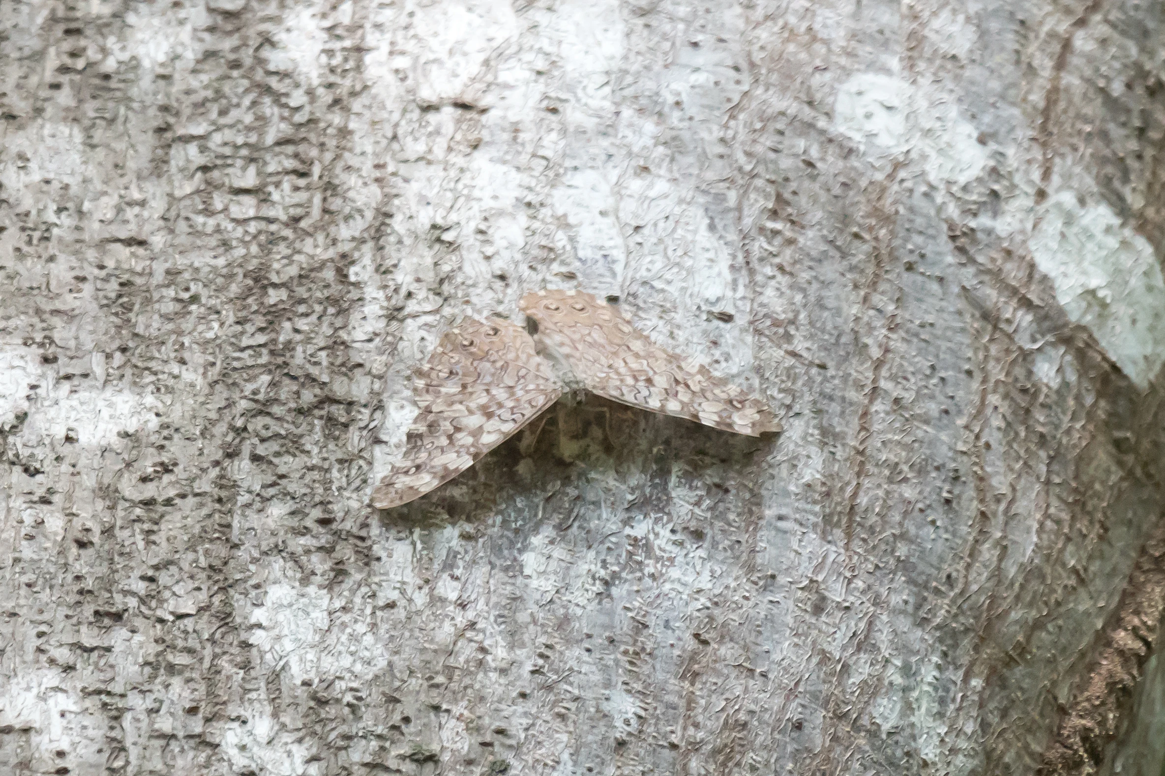 a Cracker, Tecuitata, Nayarit, Mexico — photo by Jim Bennett