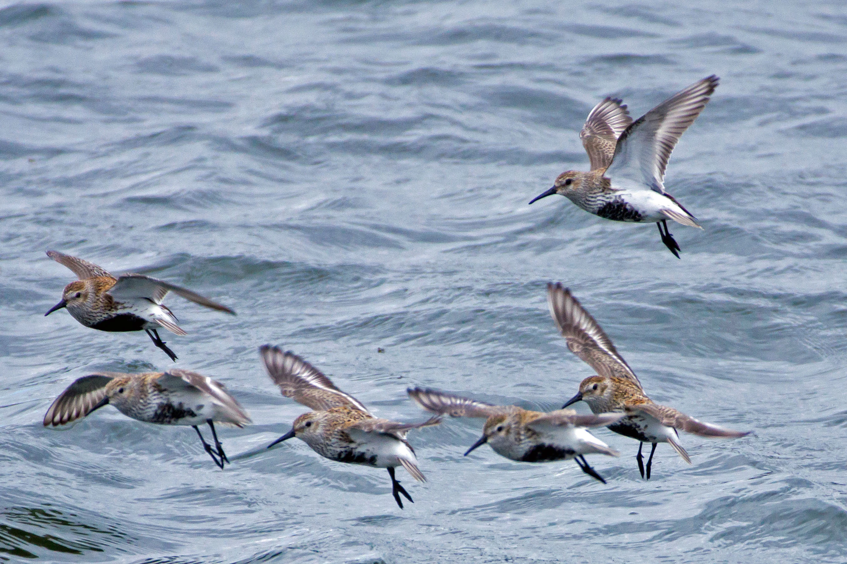 Dunlin, Farmoor, Oxfordshire, UK — photo by Jim Bennett