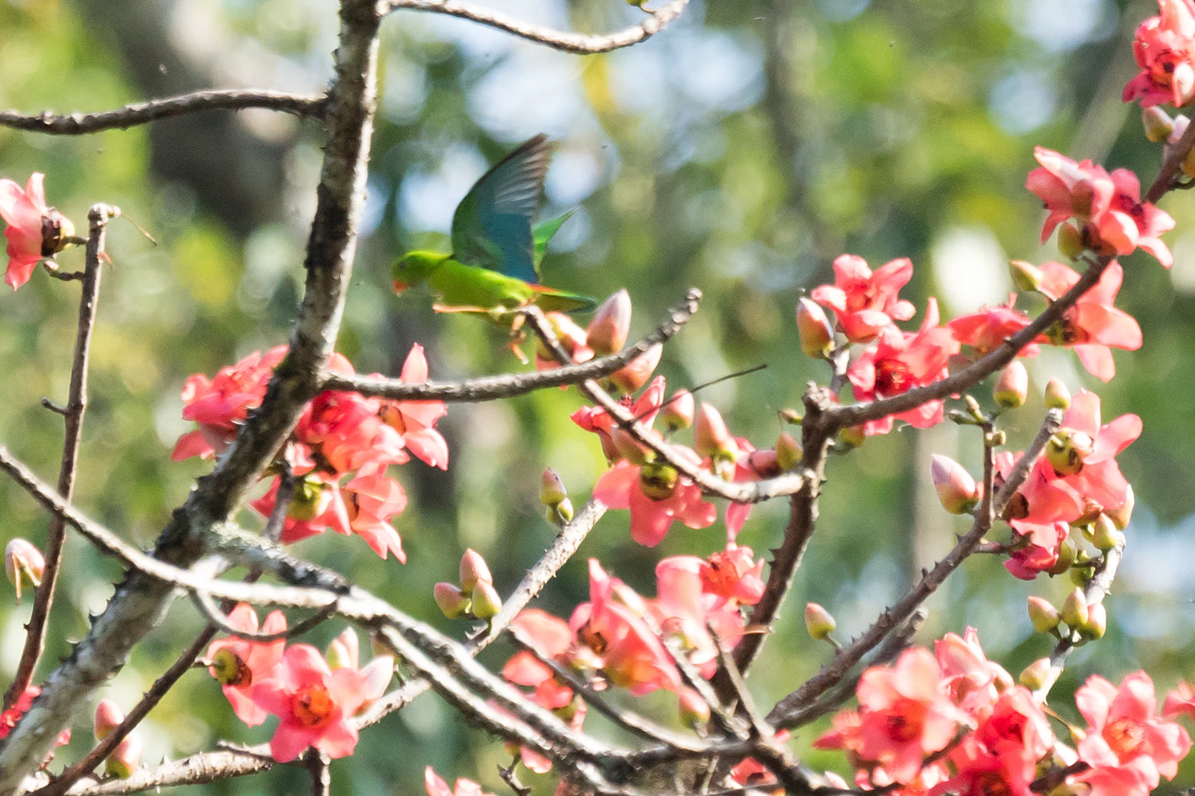 Vernal Hanging Parrot, Thattekkad Bird Reserve, Kerala, India — photo by Jim Bennett