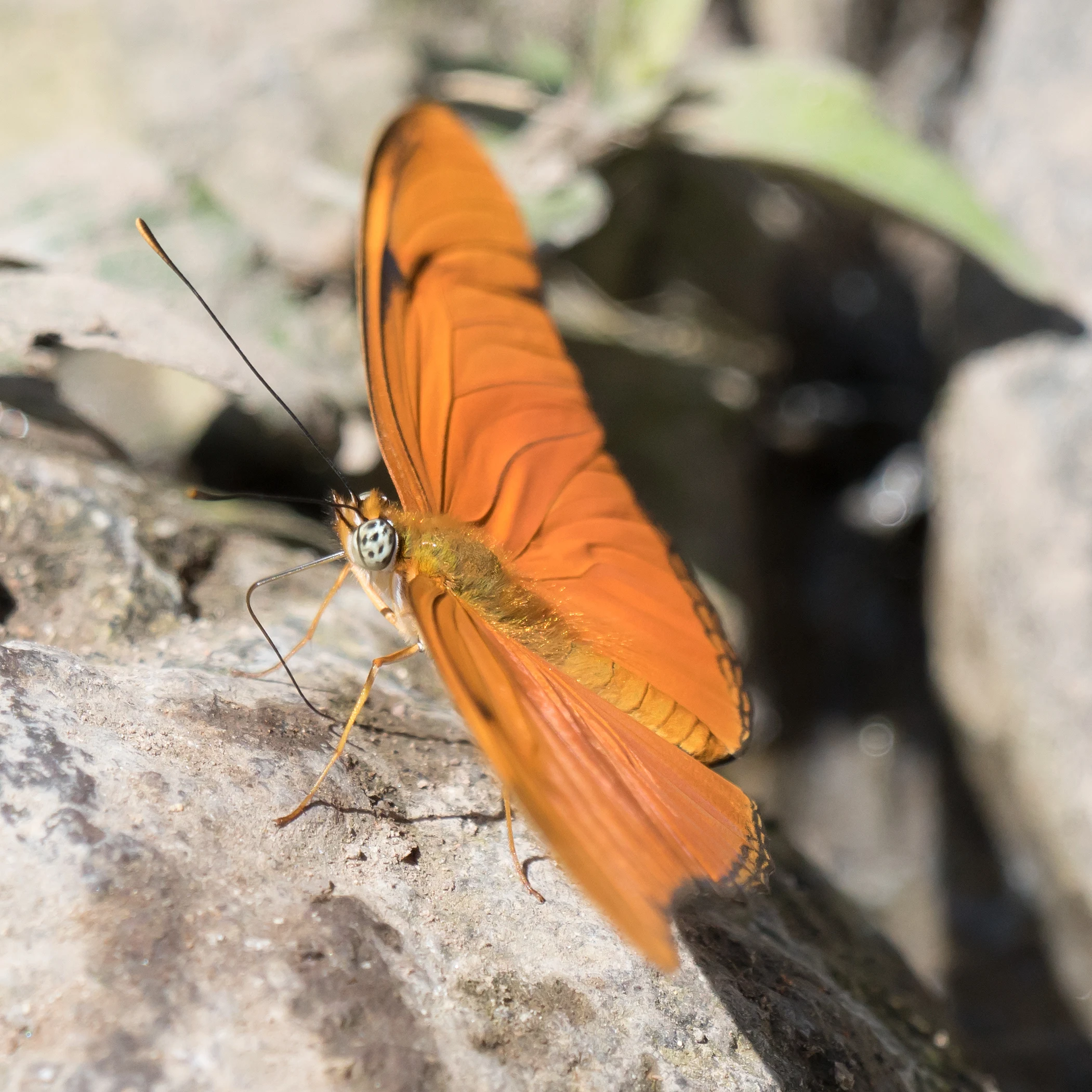Julia Heliconian, Tecuitata, Nayarit, Mexico — photo by Jim Bennett