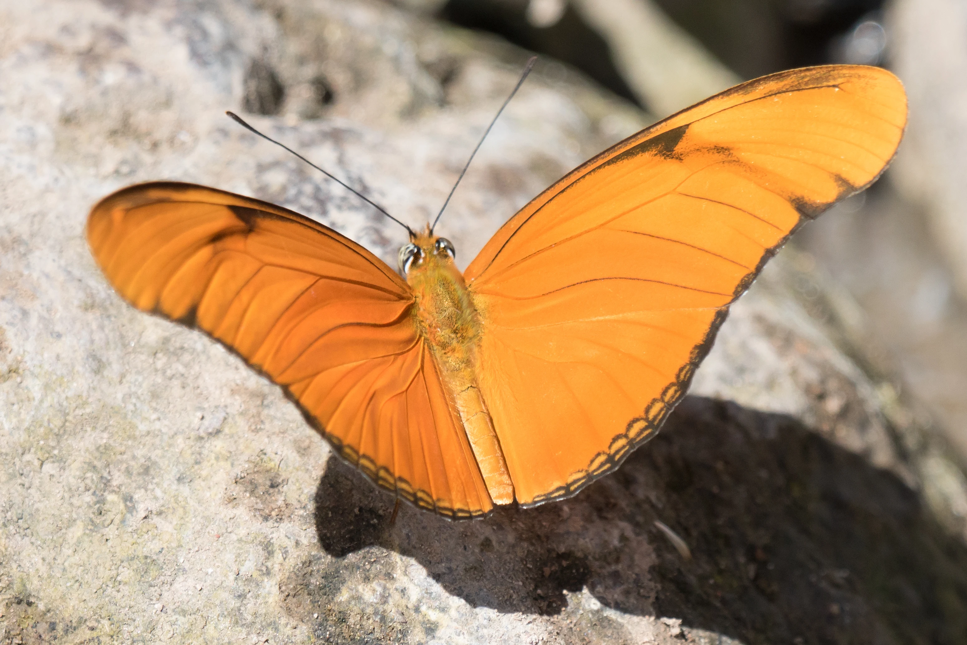 Julia Heliconian, Tecuitata, Nayarit, Mexico — photo by Jim Bennett