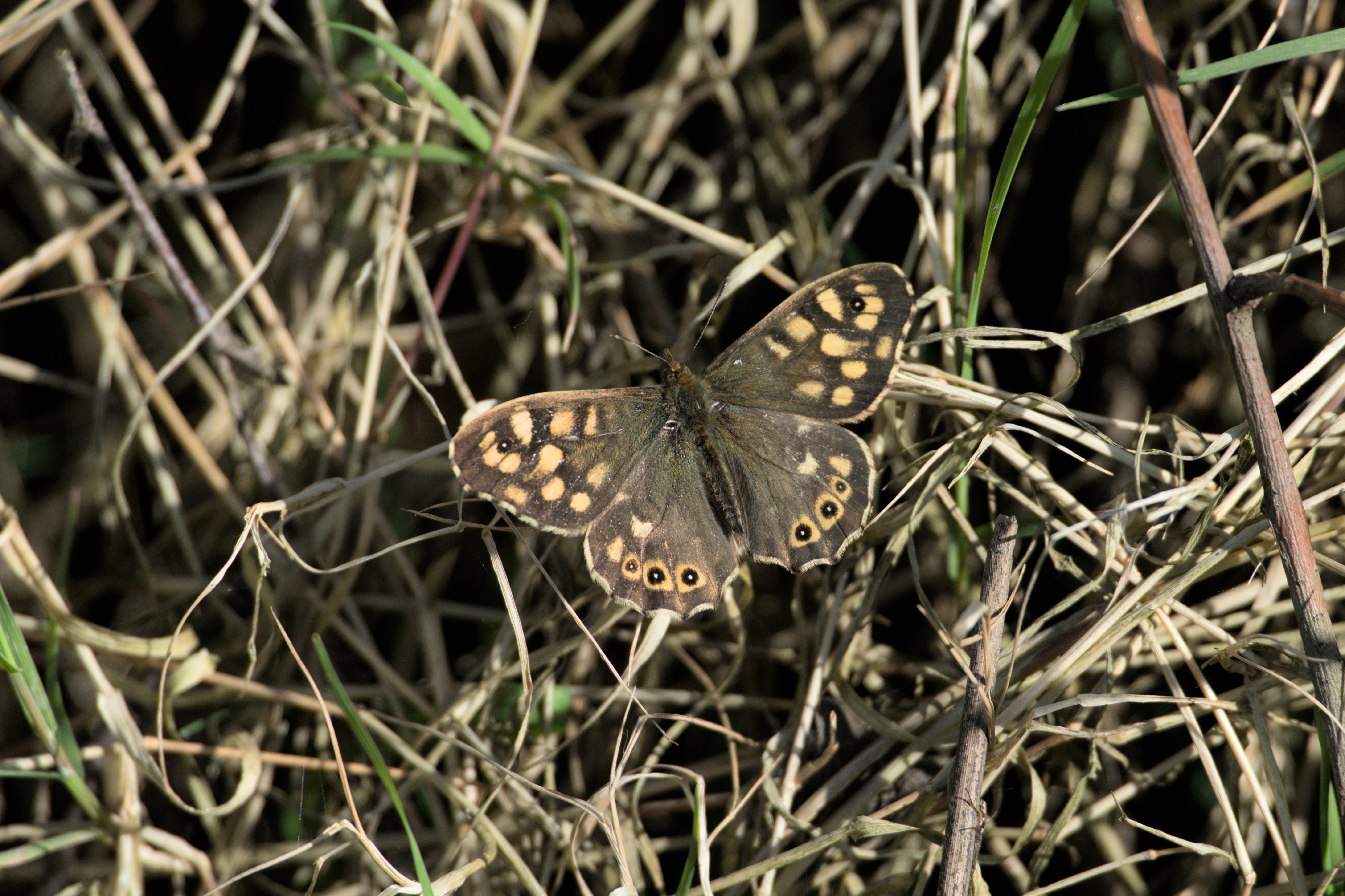 Speckled Wood, RSPB Ham Wall, Somerset, UK — photo by Jim Bennett