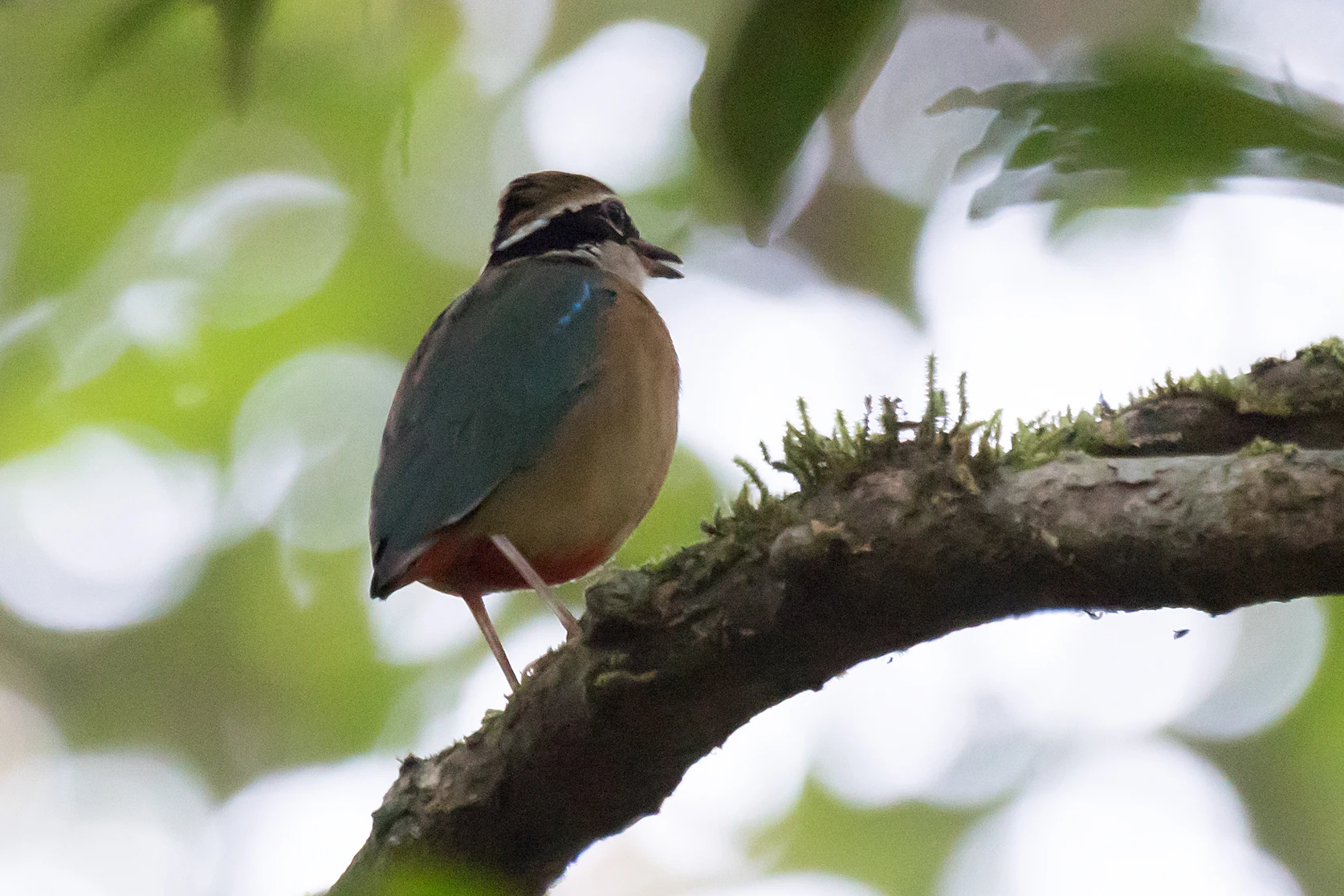 Indian Pitta, Thattekkad Bird Reserve, Kerala, India — photo by Jim Bennett