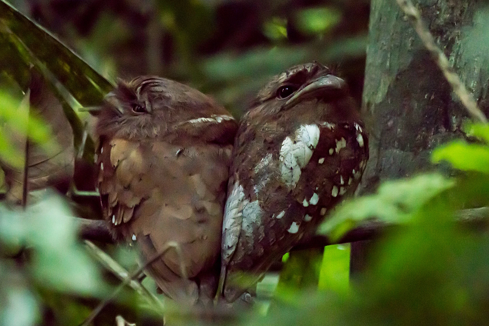 female and male Sri Lanka Frogmouth, Thattekkad Bird Reserve, Kerala, India — photo by Jim Bennett