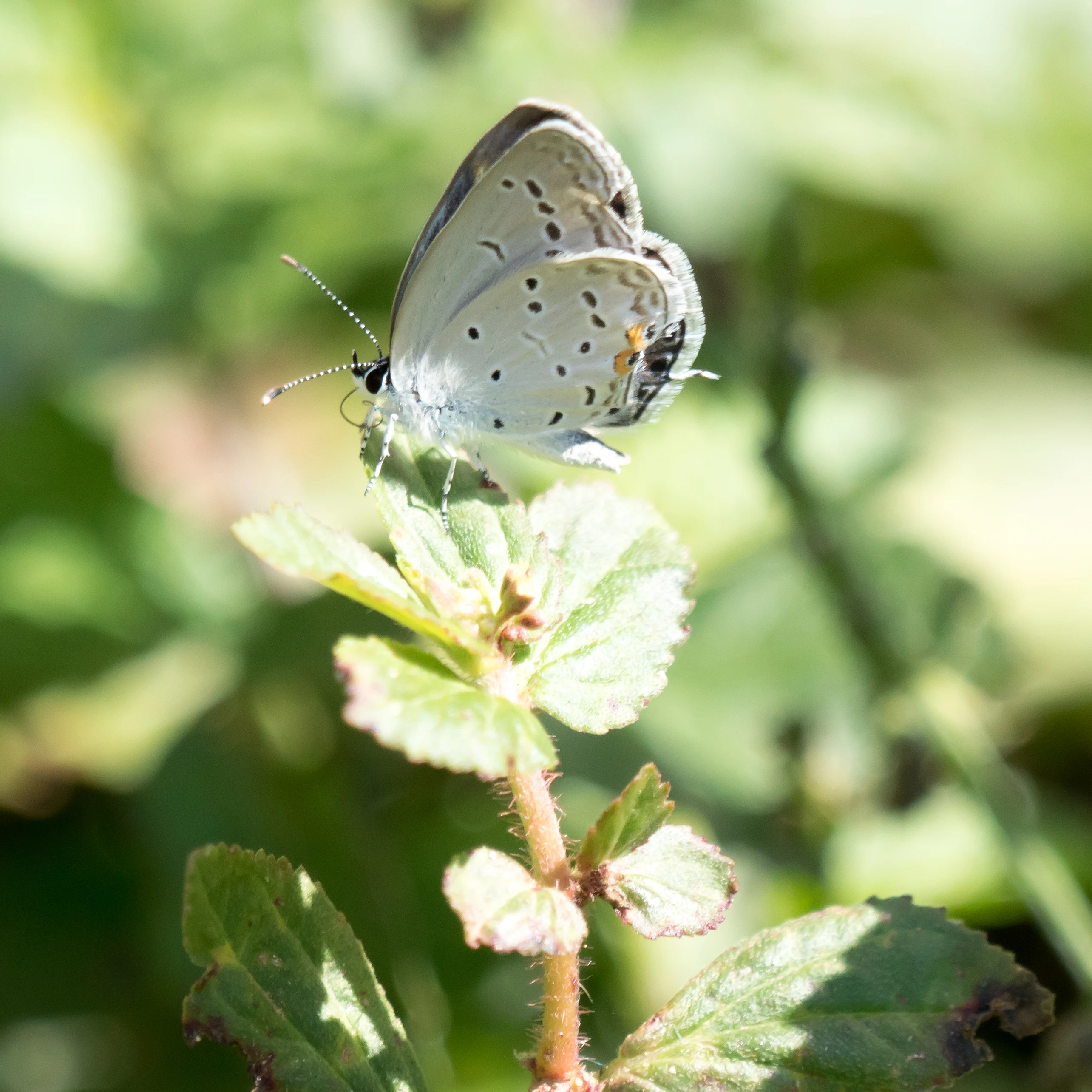 Ceraunus Blue, Tecuitata, Nayarit, Mexico — photo by Jim Bennett