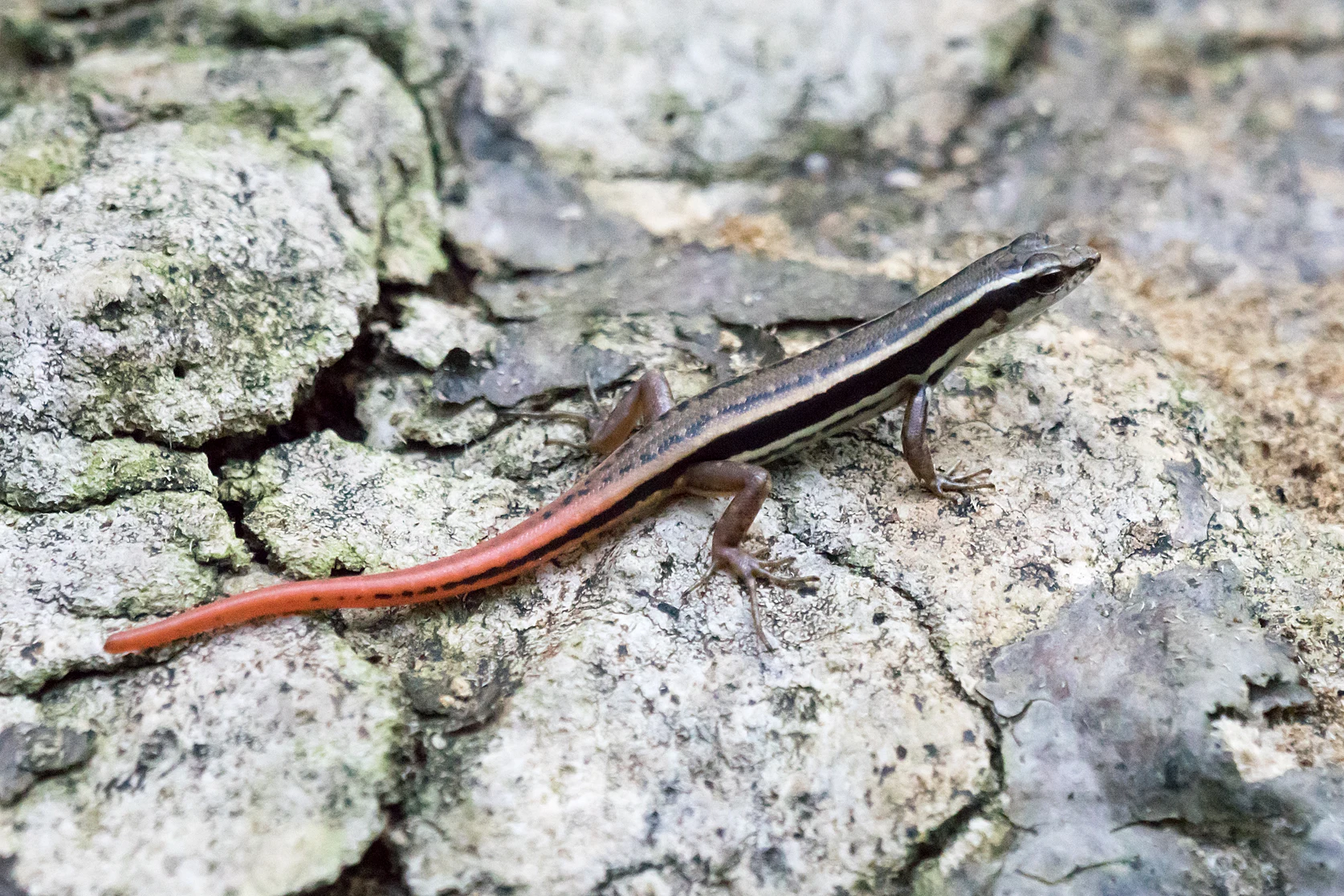 Skink, Thattekkad Bird Reserve, Kerala, India — photo by Jim Bennett