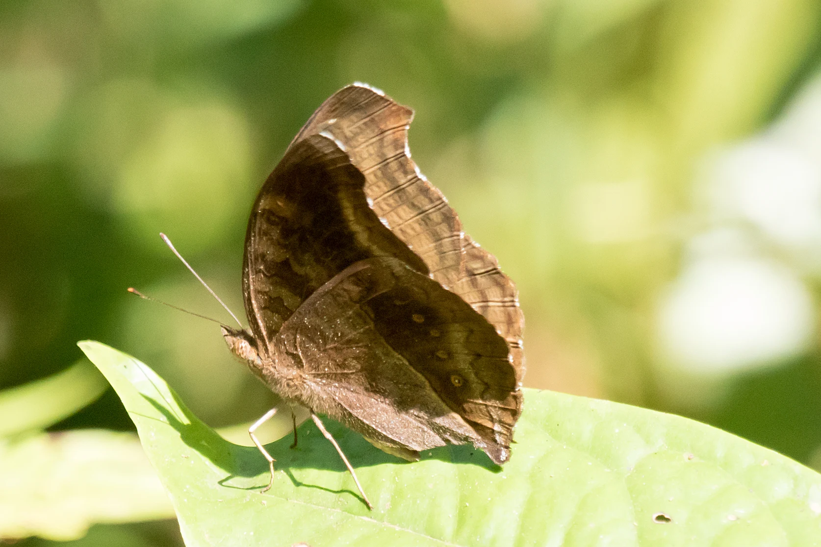 Butterfly, Thattekkad Bird Reserve, Kerala, India — photo by Jim Bennett