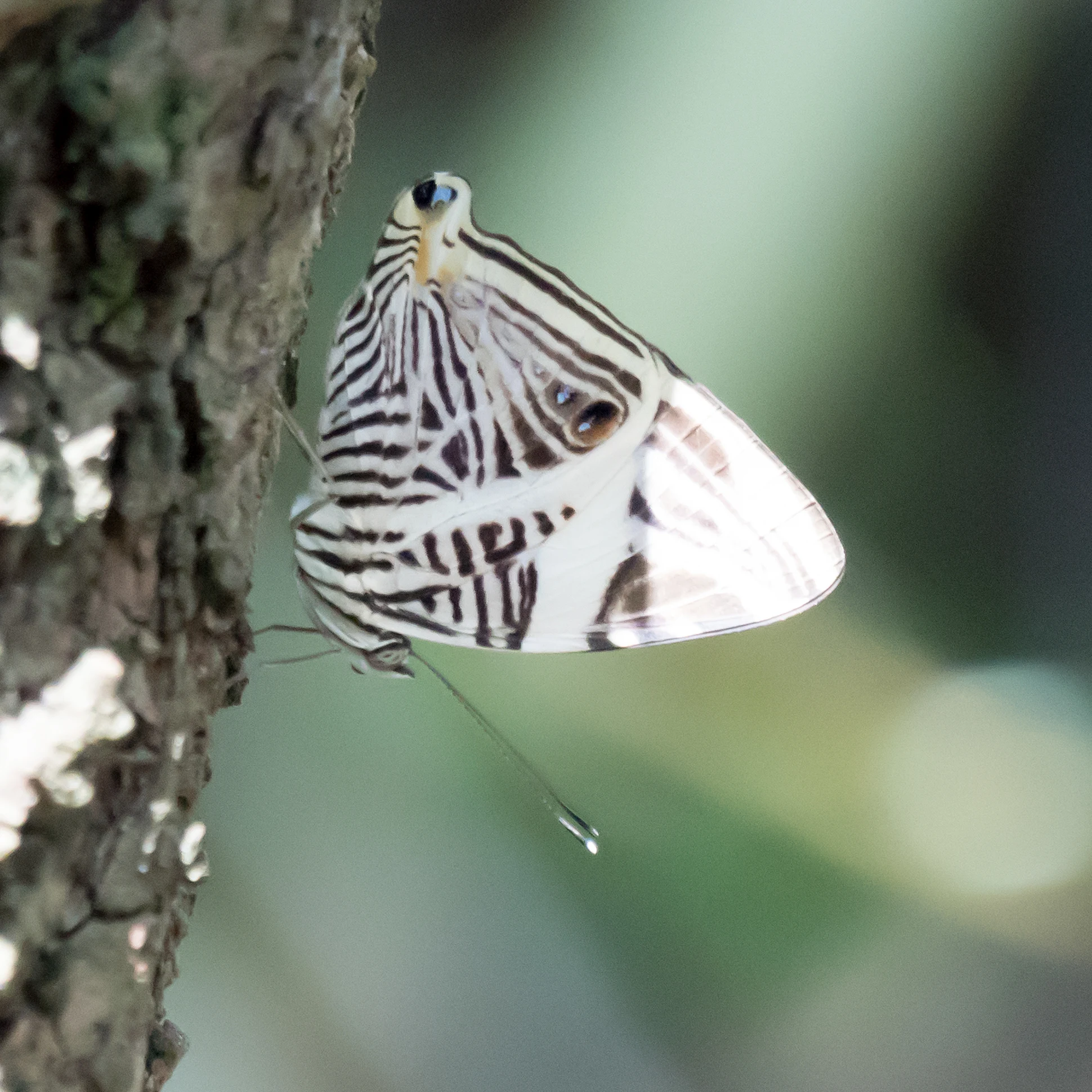 Small Beauty, Tecuitata, Nayarit, Mexico — photo by Jim Bennett