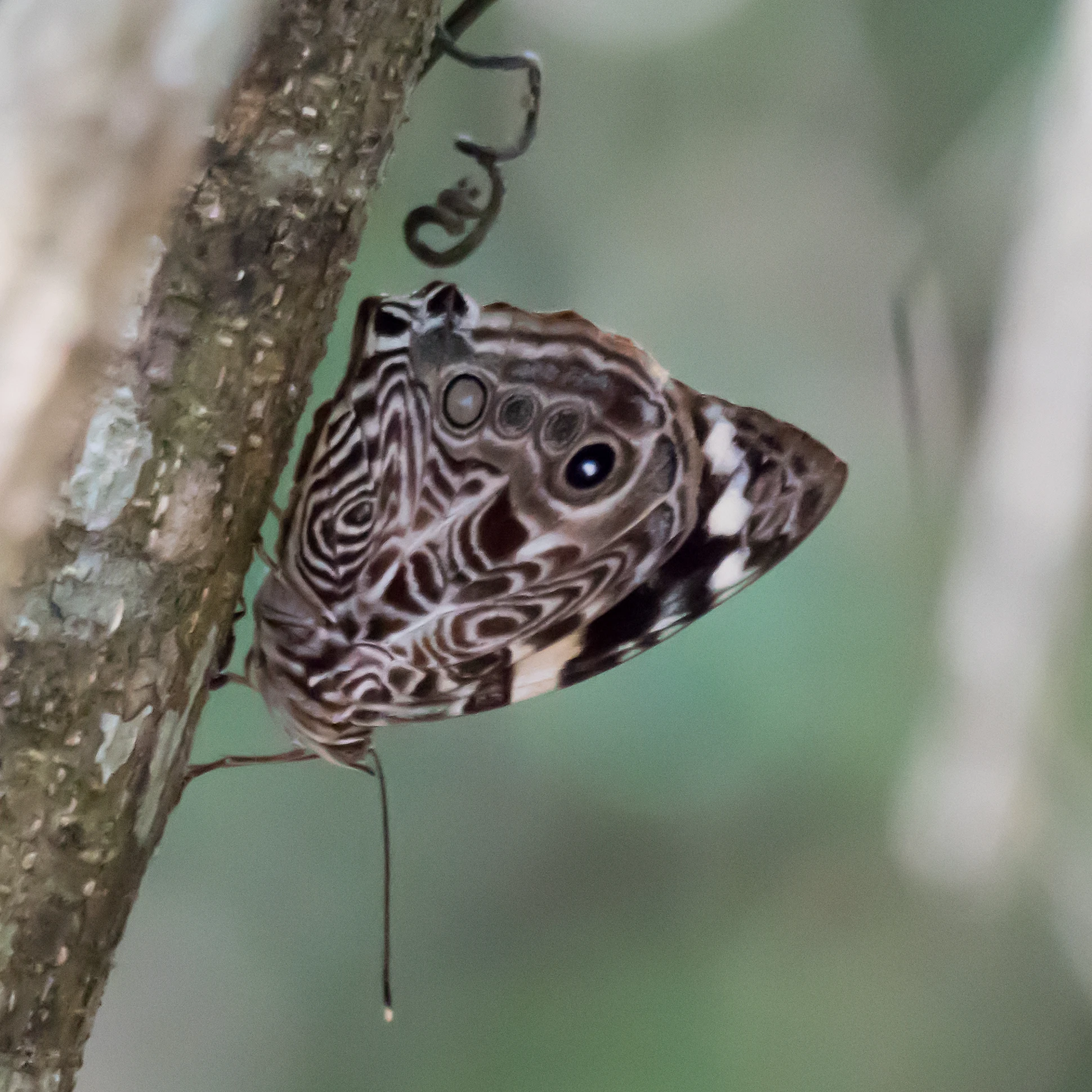 Butterfly, Tecuitata, Nayarit, Mexico — photo by Jim Bennett