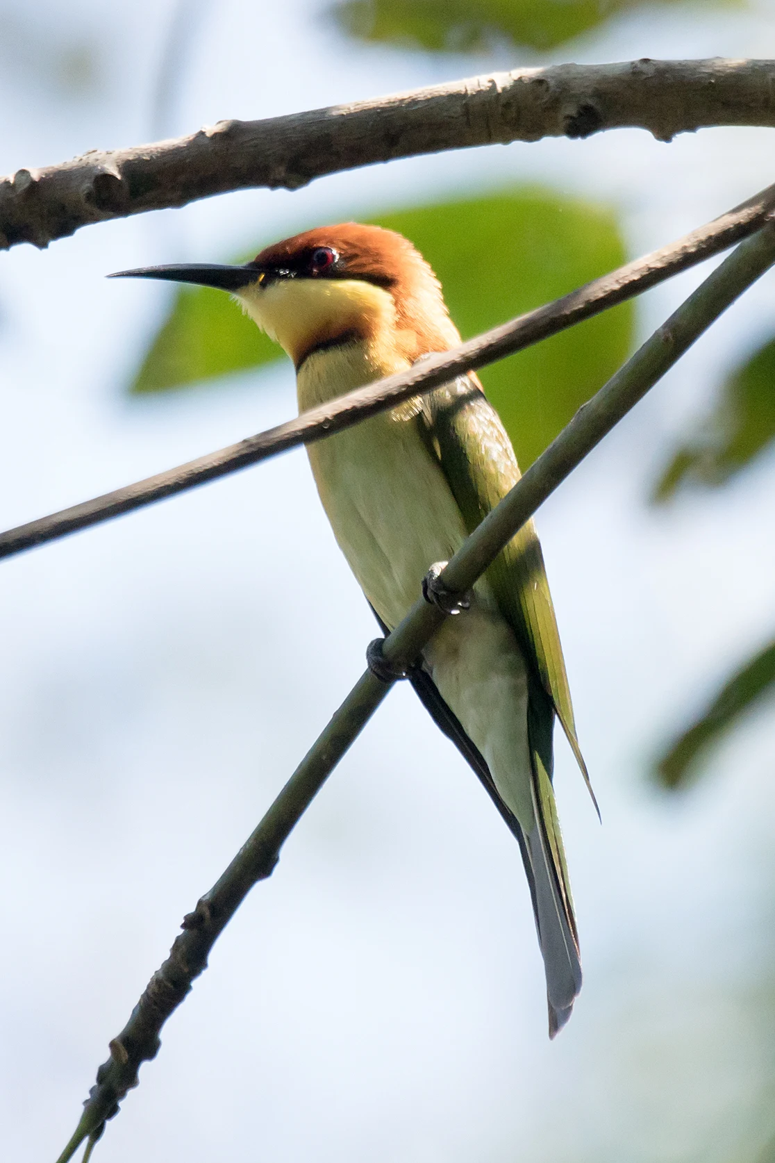 Chestnut-headed Bee-eater, Dewalokam Retreat, Kerala, India — photo by Jim Bennett