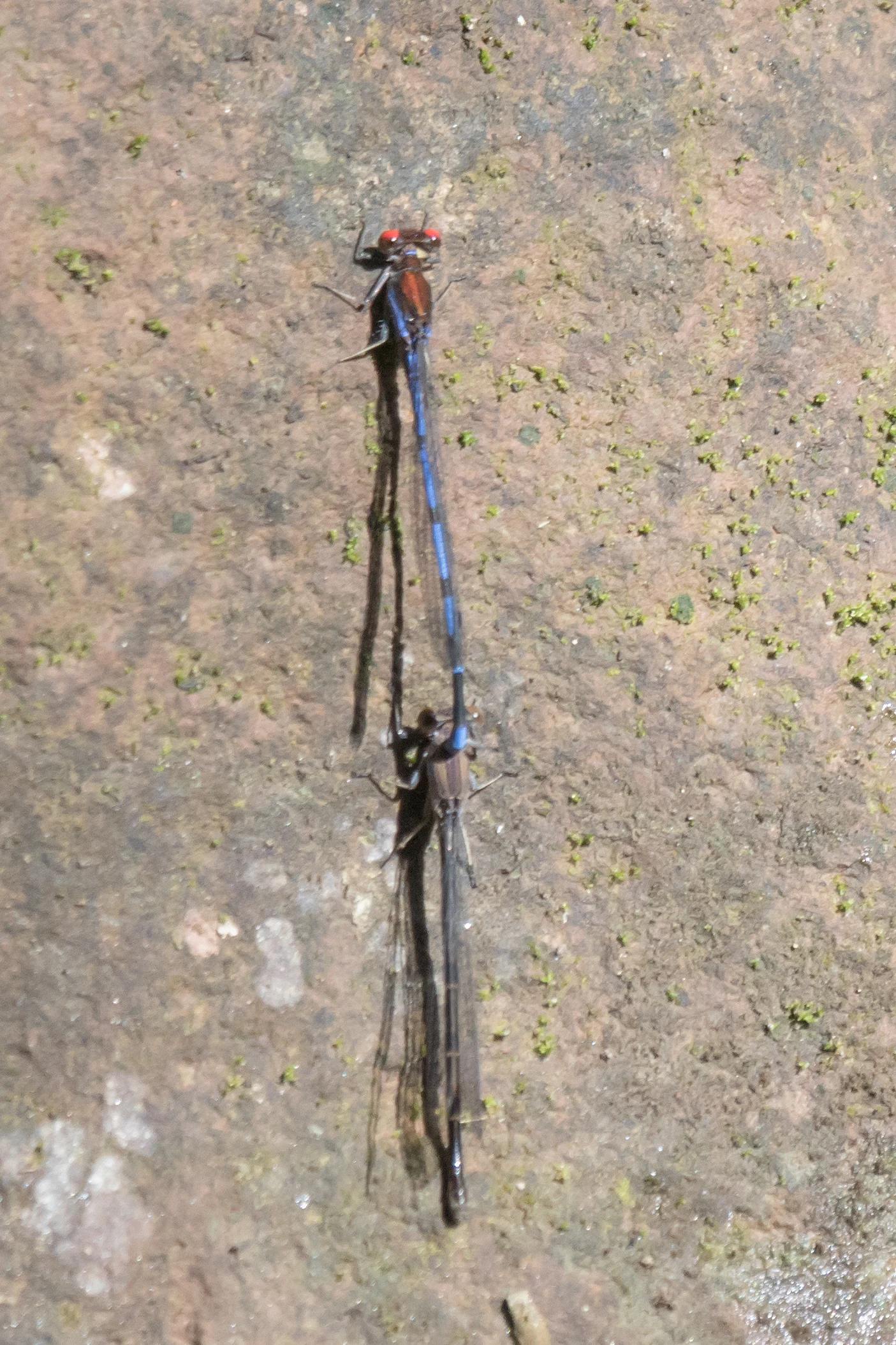 Dragonflies, Tecuitata, Nayarit, Mexico — photo by Jim Bennett
