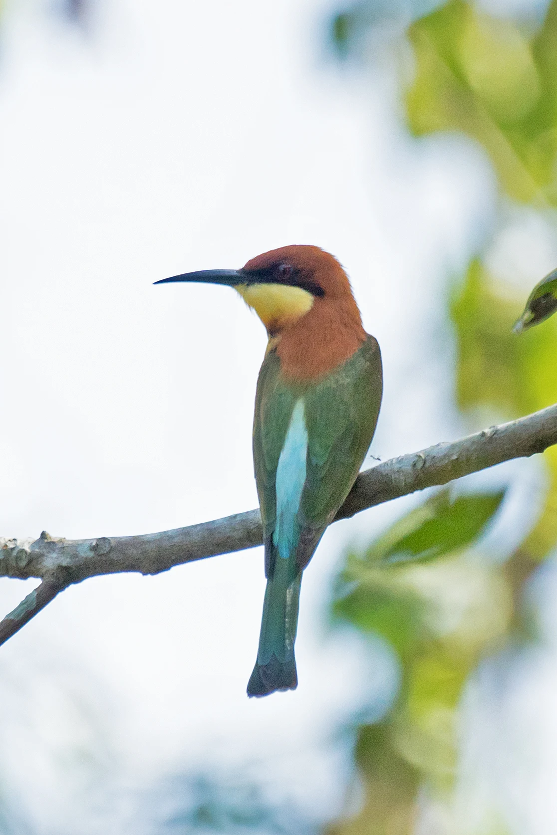 Chestnut-headed Bee-eater, Dewalokam Retreat, Kerala, India — photo by Jim Bennett