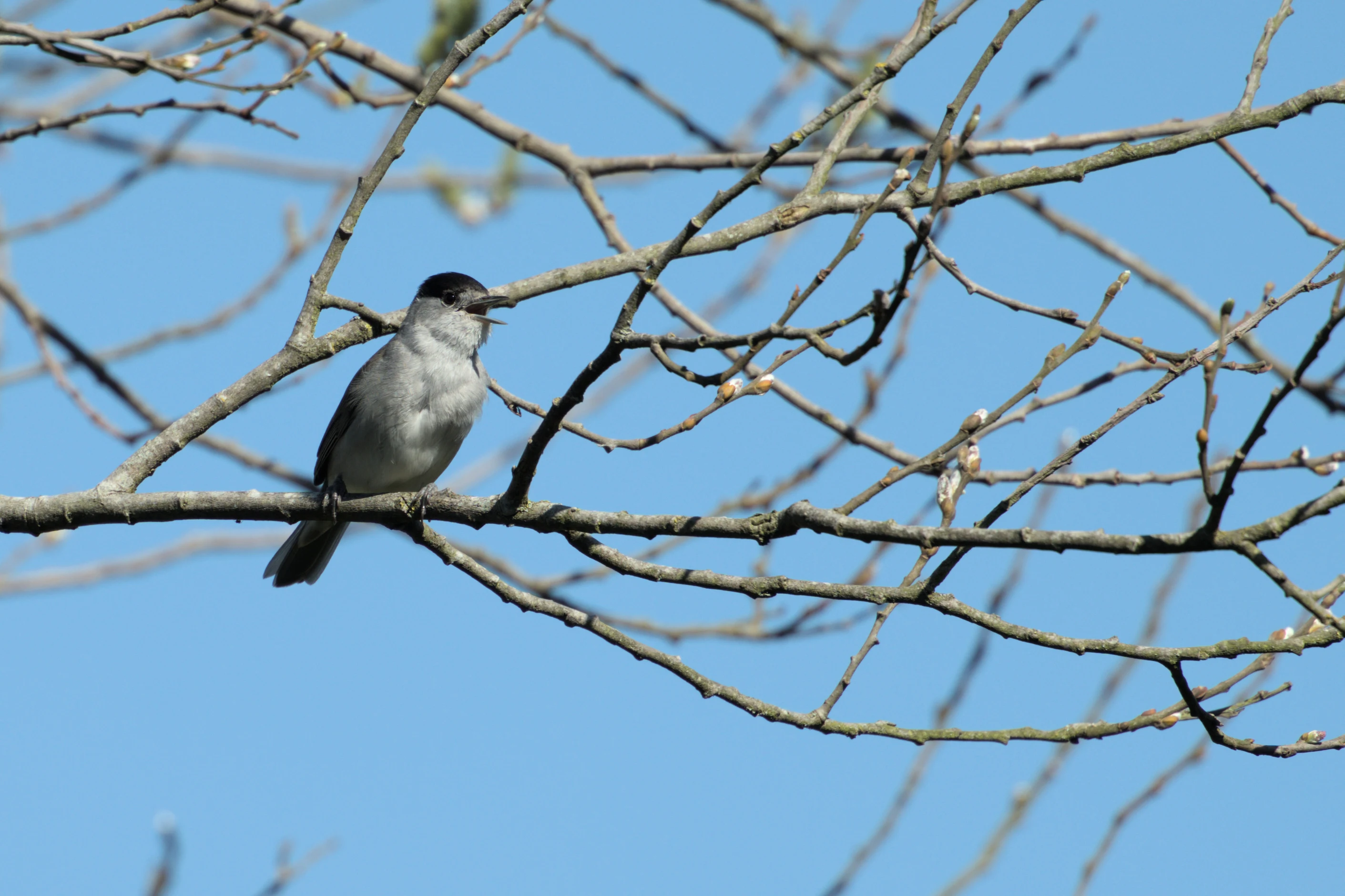 Blackcap, RSPB Ham Wall, Somerset, UK — photo by Jim Bennett