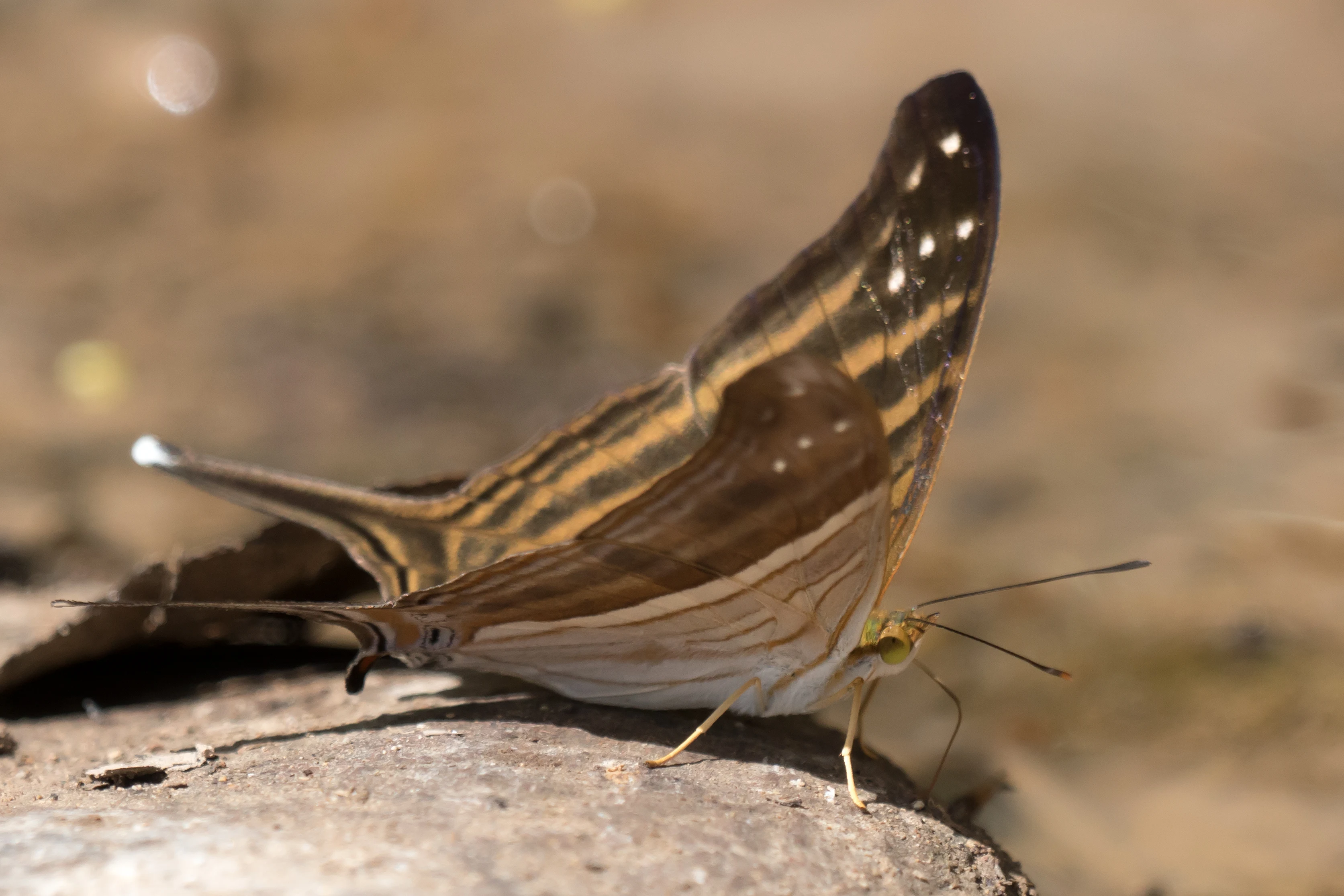 Many-banded Daggerwing, Tecuitata, Nayarit, Mexico — photo by Jim Bennett