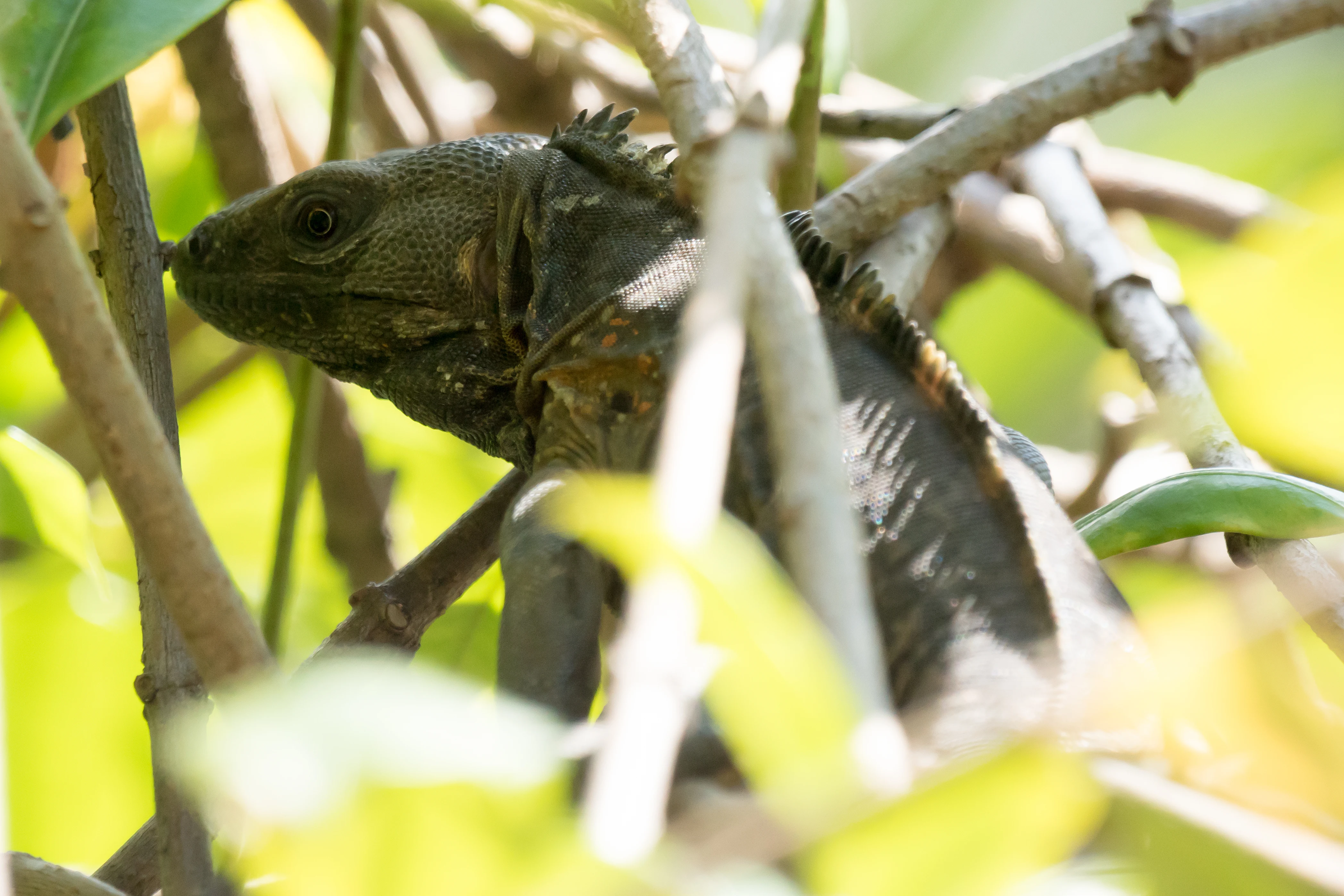 Iguana, Tecuitata, Nayarit, Mexico — photo by Jim Bennett