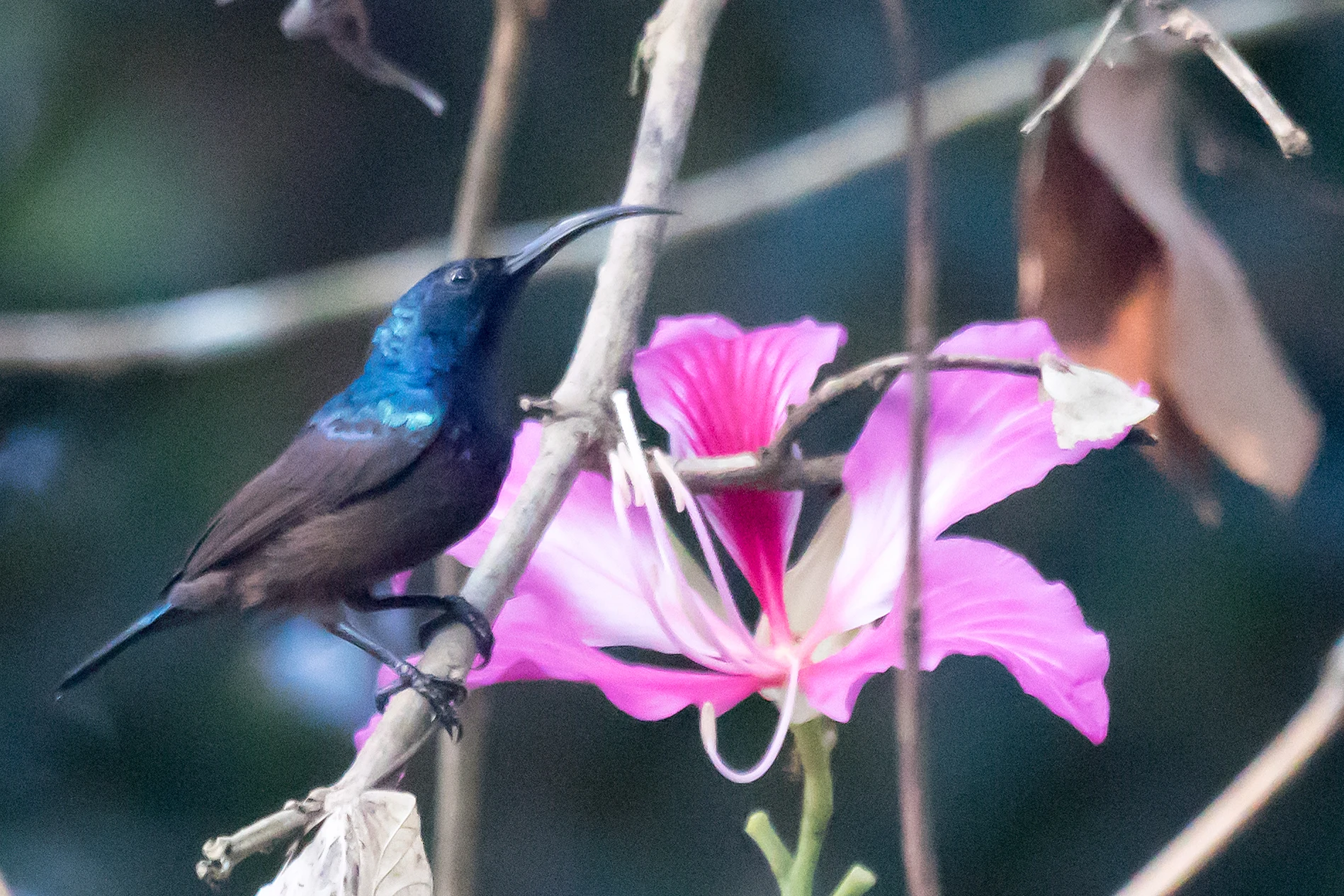 Loten's Sunbird, Dewalokam Retreat, Kerala, India — photo by Jim Bennett