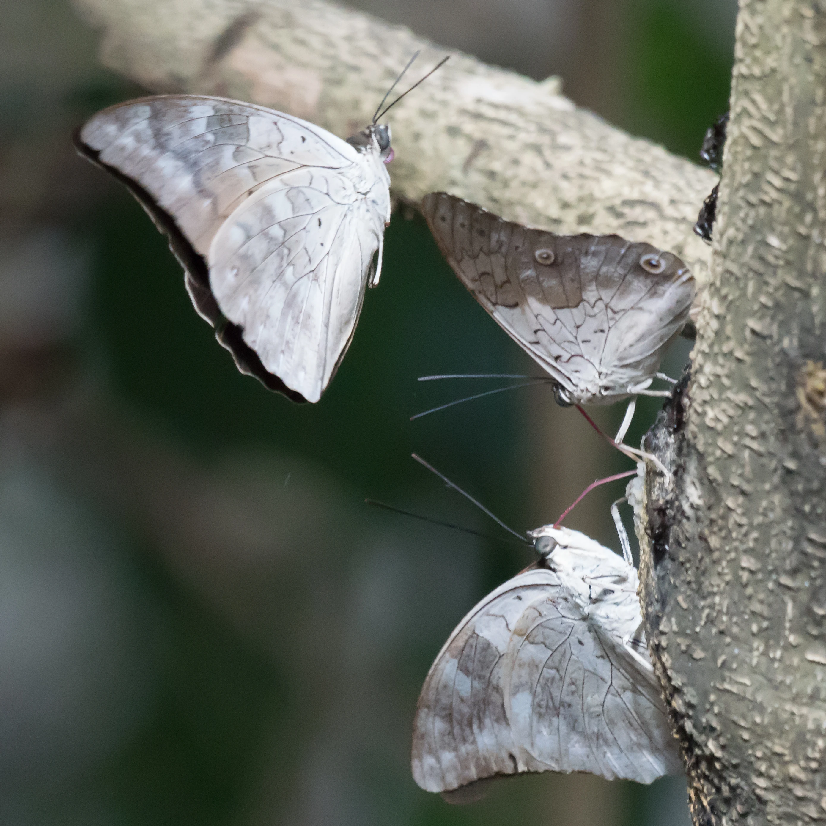 Butterflies, Tecuitata, Nayarit, Mexico — photo by Jim Bennett