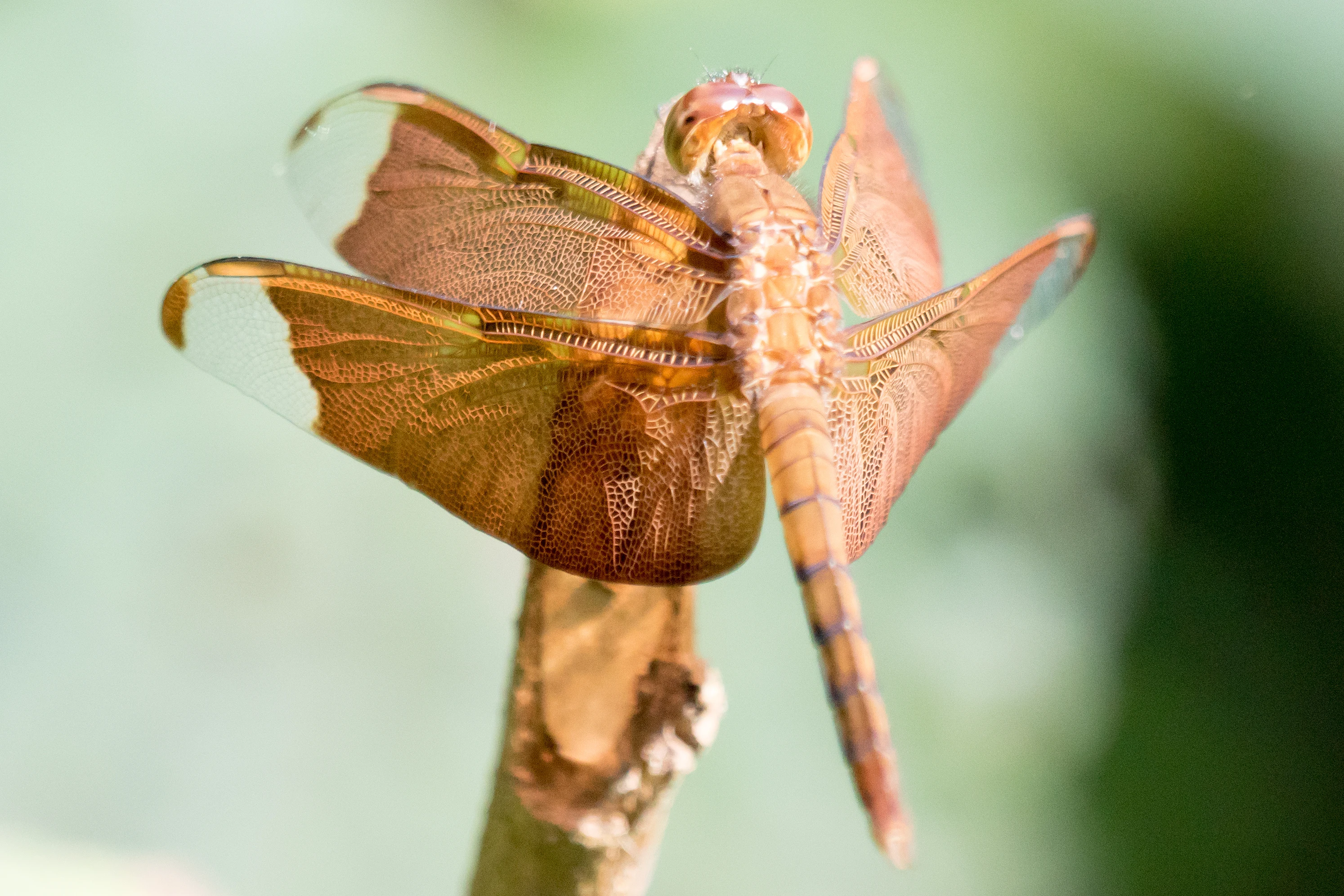 Dragonfly, Dewalokam Retreat, Kerala, India — photo by Jim Bennett