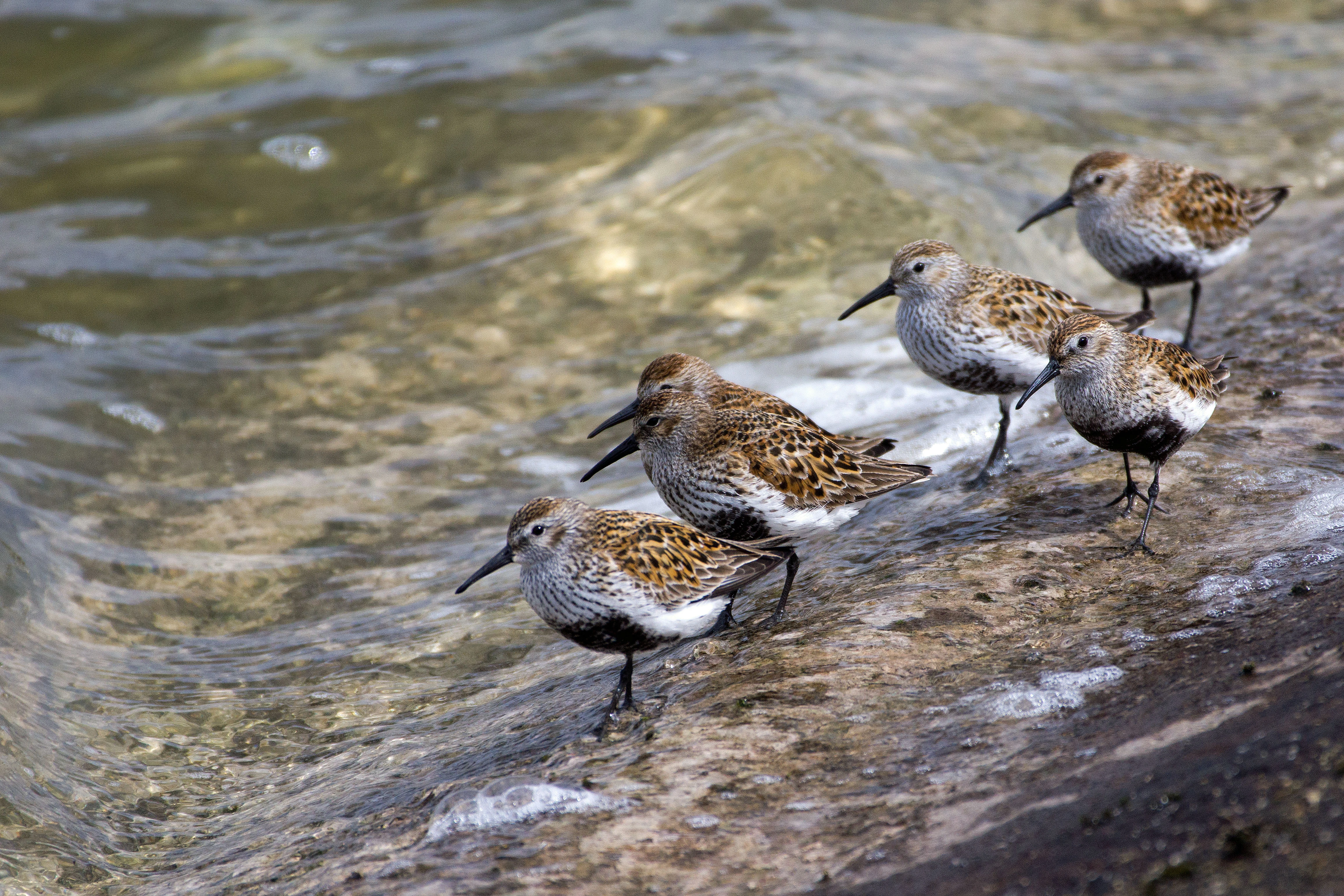 Dunlin, Farmoor, Oxfordshire, UK — photo by Jim Bennett