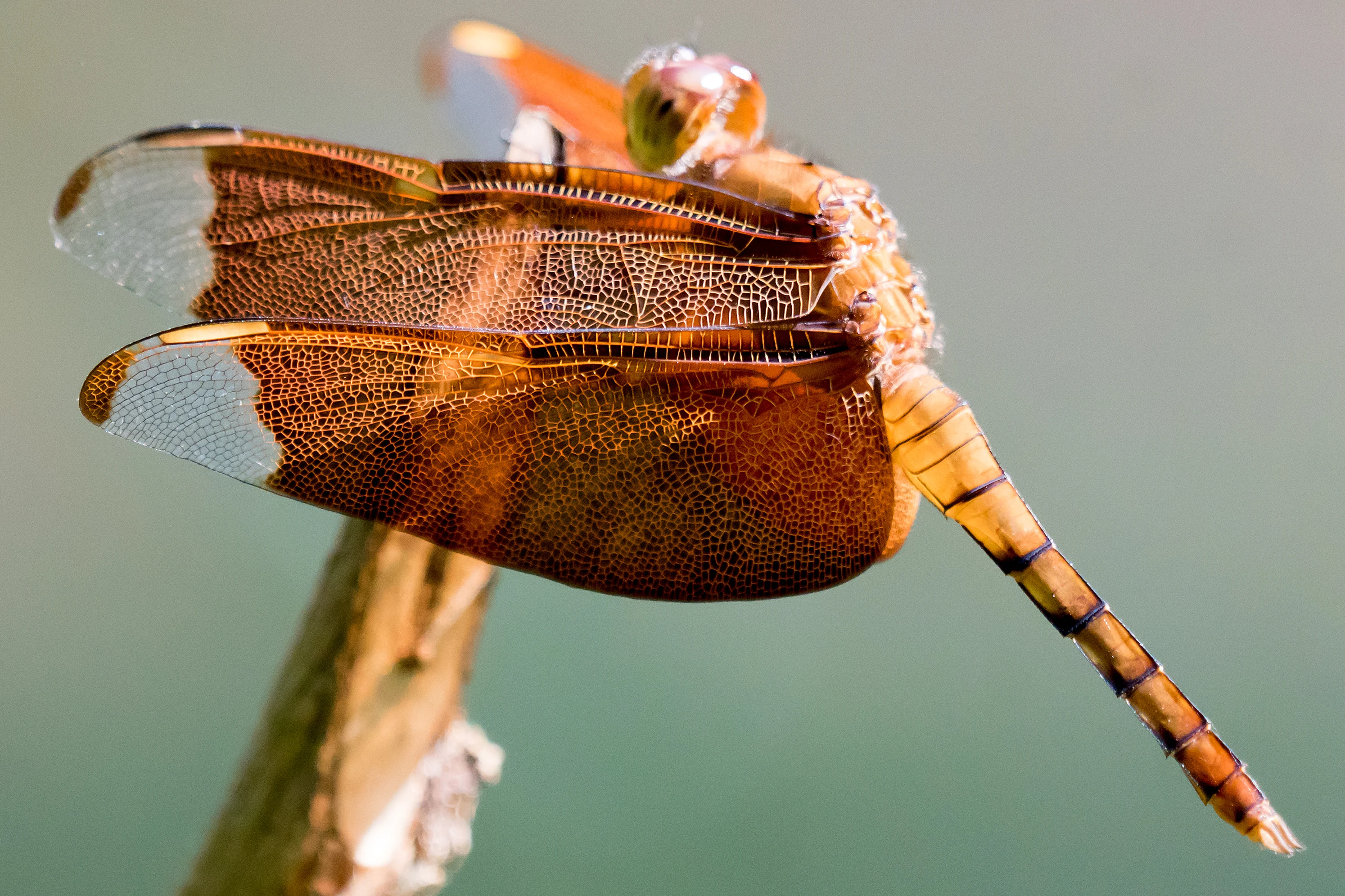 Dragonfly, Dewalokam Retreat, Kerala, India — photo by Jim Bennett
