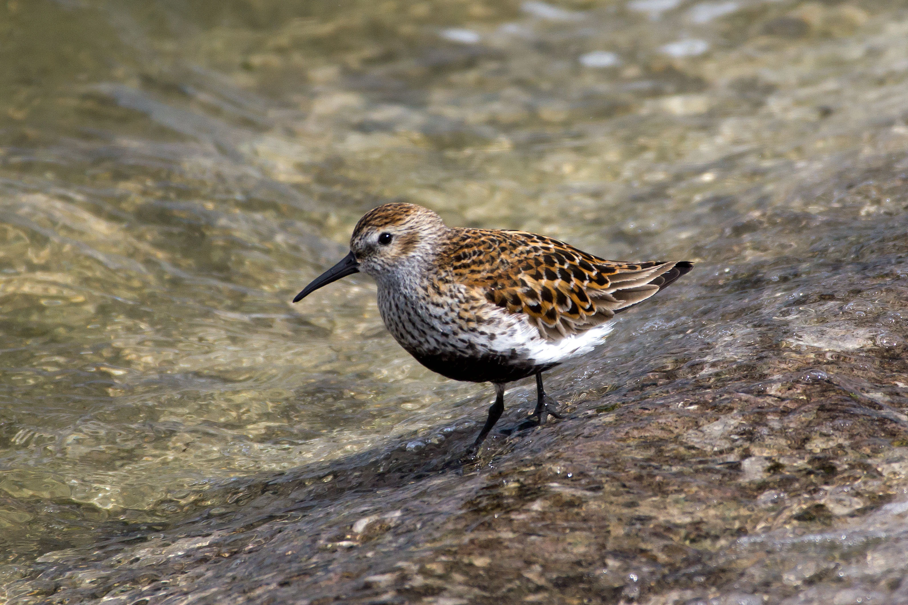 Dunlin, Farmoor, Oxfordshire, UK — photo by Jim Bennett
