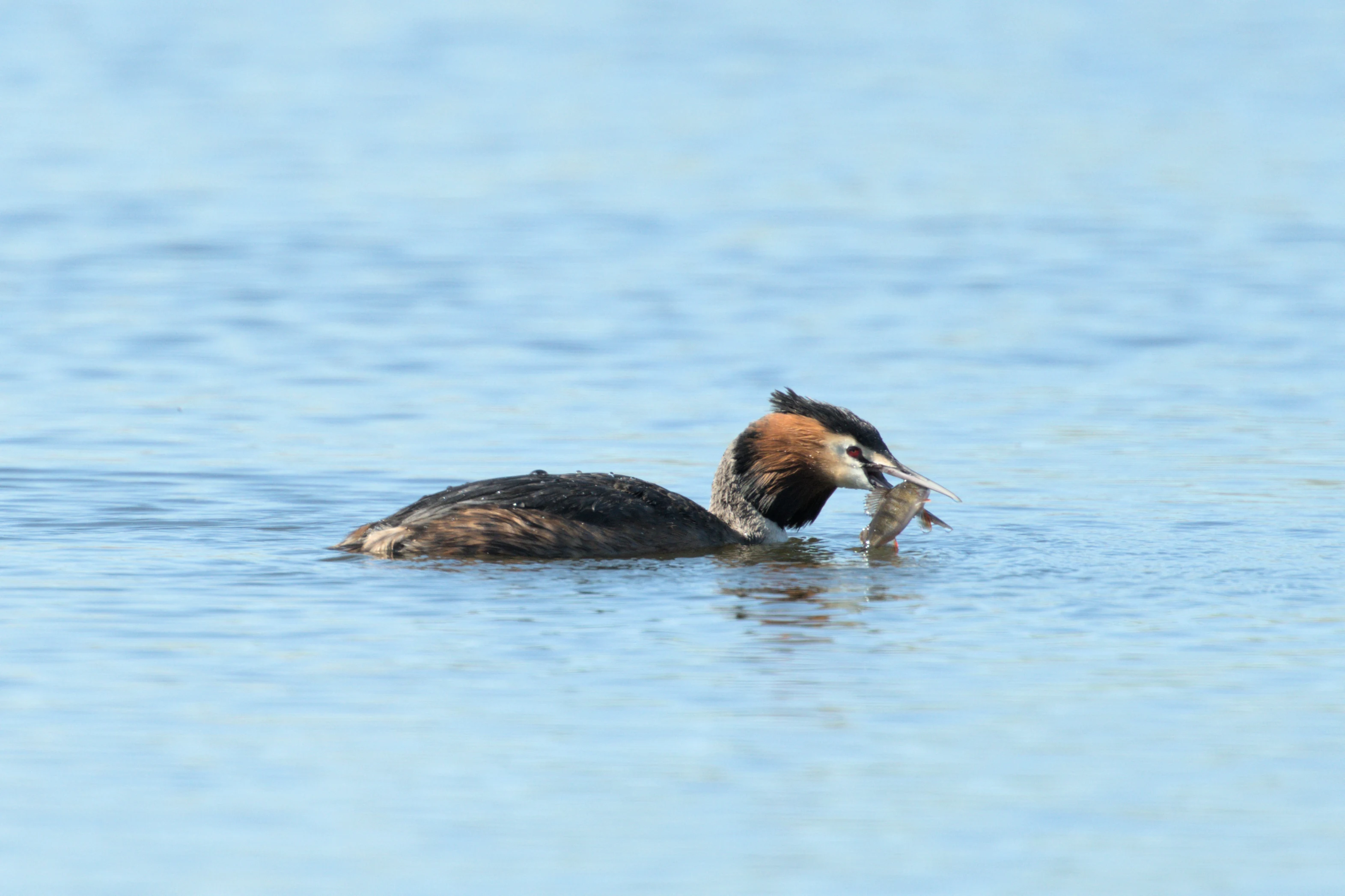Great Crested Grebe with Perch, RSPB Ham Wall, Somerset, UK — photo by Jim Bennett