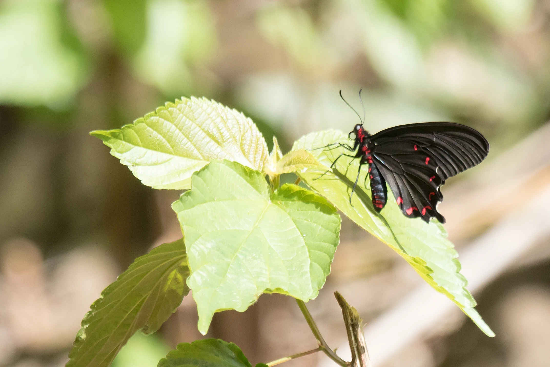 Montezuma's Cattleheart, Tecuitata, Nayarit, Mexico — photo by Jim Bennett