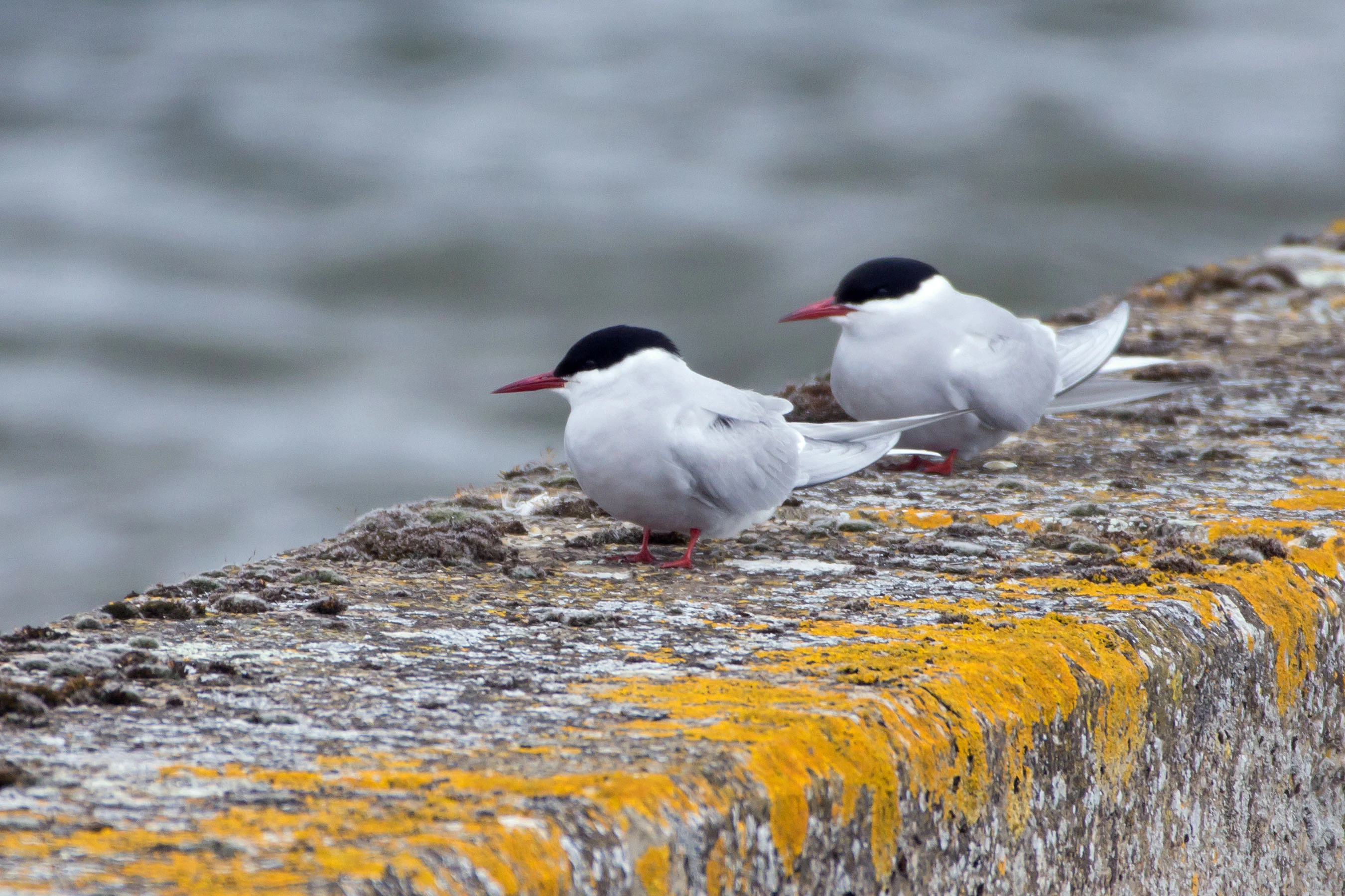 Arctic Terns, Farmoor, Oxfordshire, UK — photo by Jim Bennett