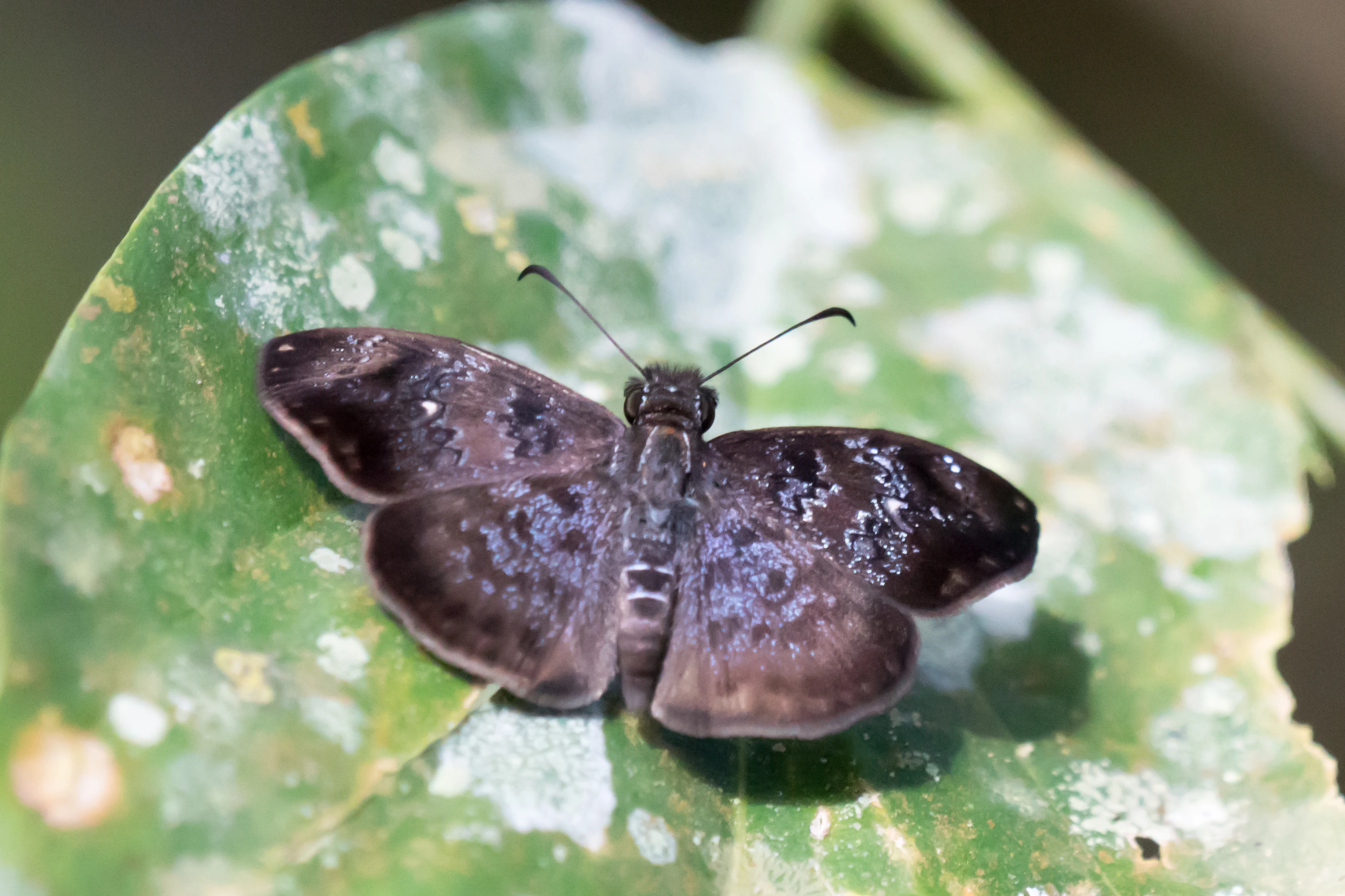 Mauve Scallopwing, Tecuitata, Nayarit, Mexico — photo by Jim Bennett